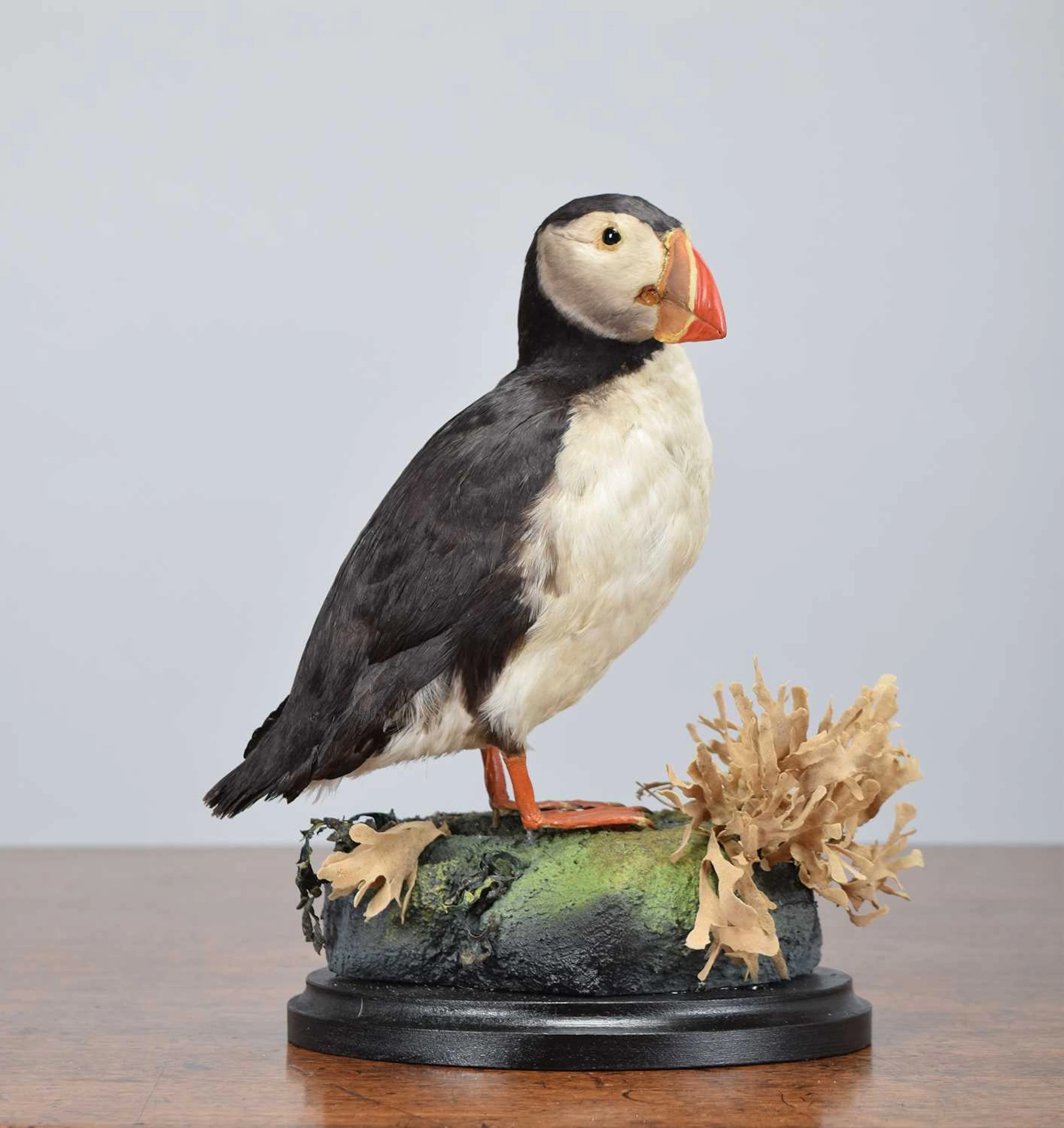 Taxidermy: Atlantic Puffin (Fratercula arctica), early 20th century