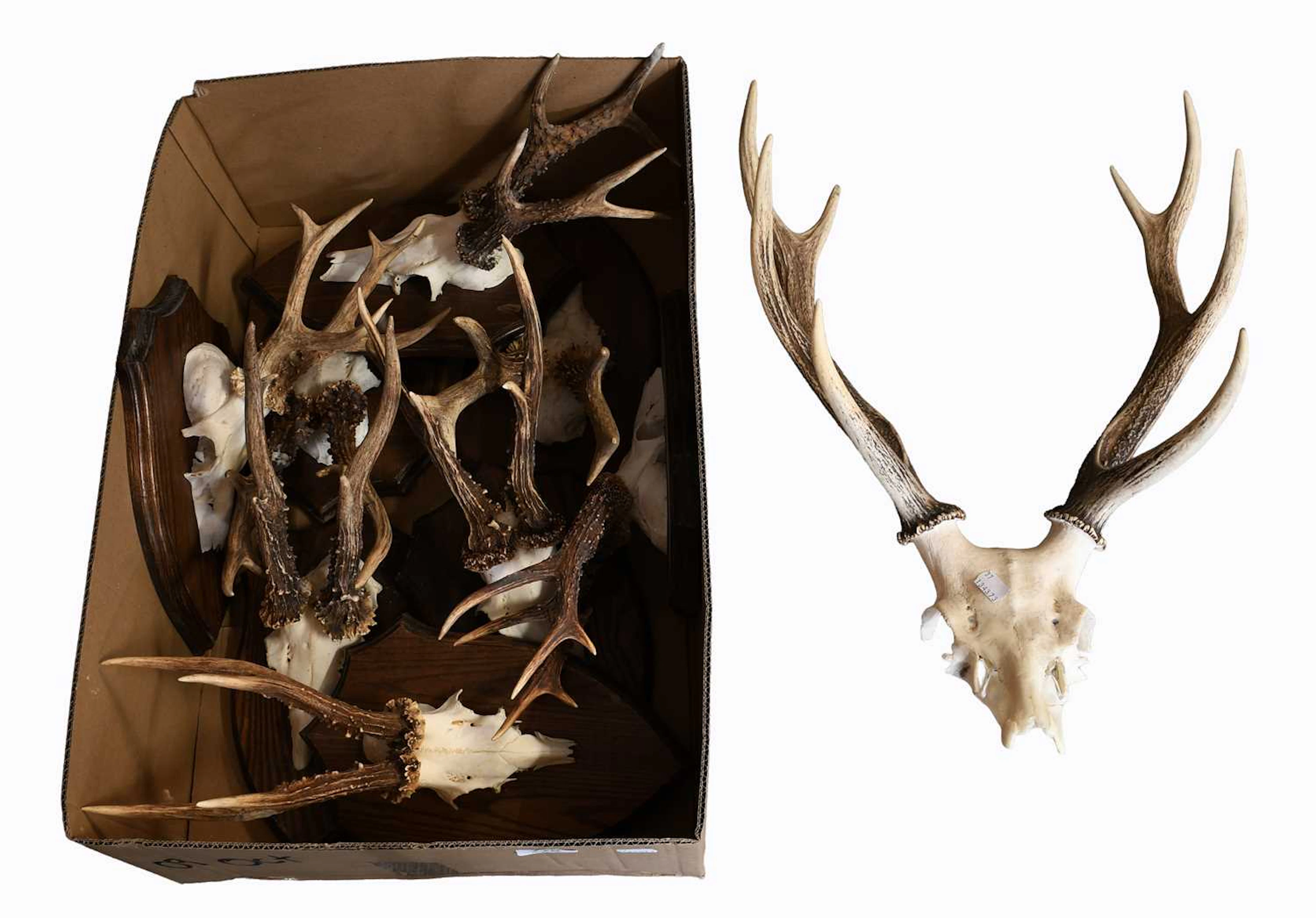 Antlers/Horns: A Group of Large Medal Class Roebuck Antlers (Capreolus