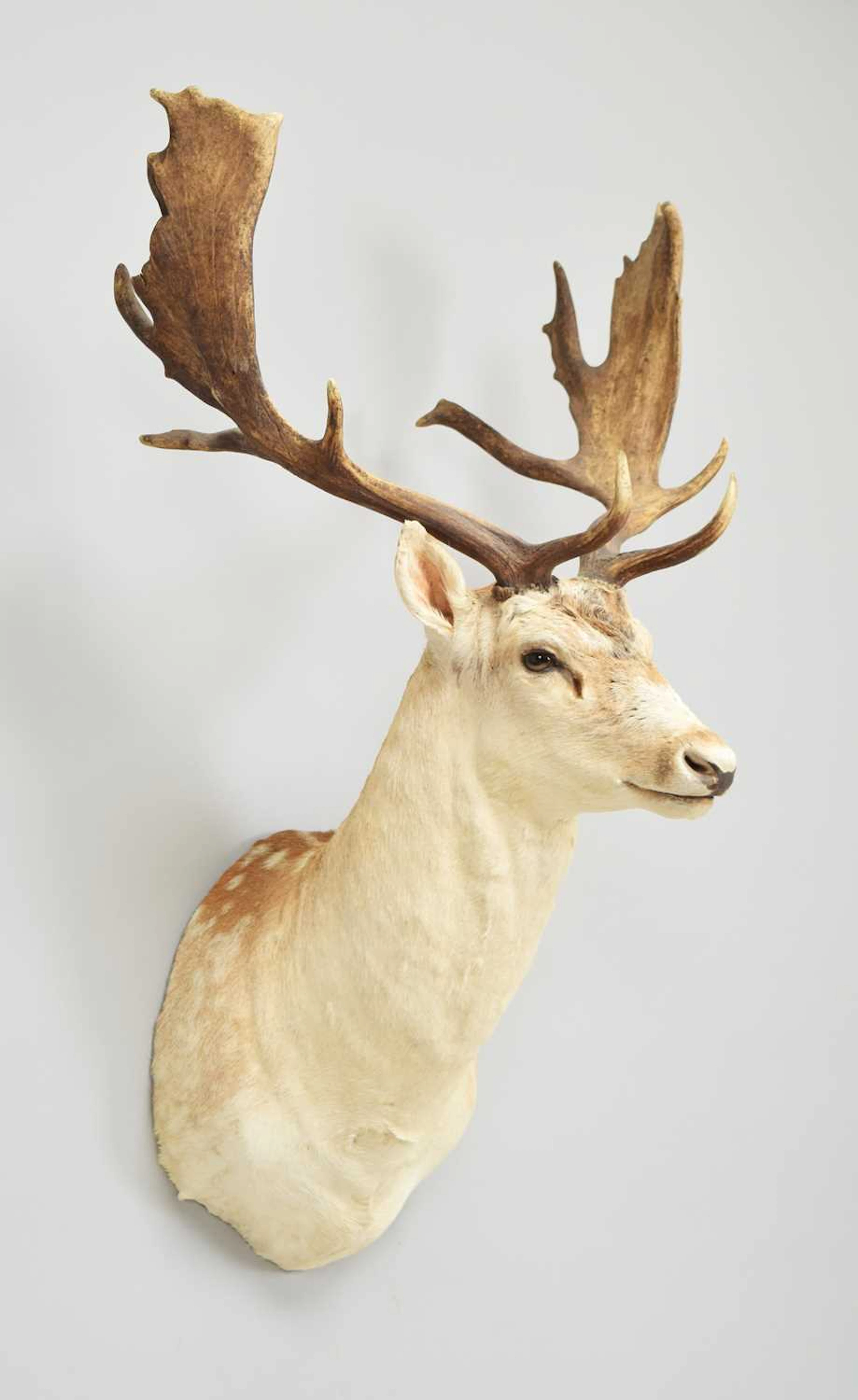 Taxidermy: European Fallow Deer (Dama dama), modern, by Colin Dunton