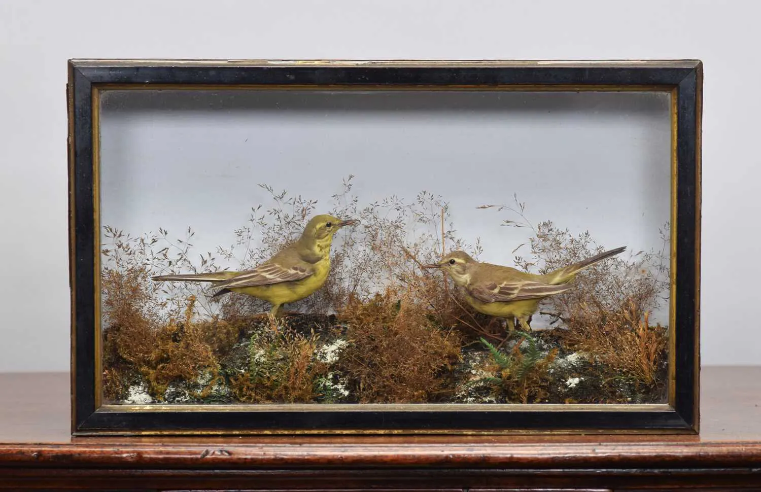 Taxidermy: A Late Victorian Cased Pair of Yellow Wagtails (Motacilla
