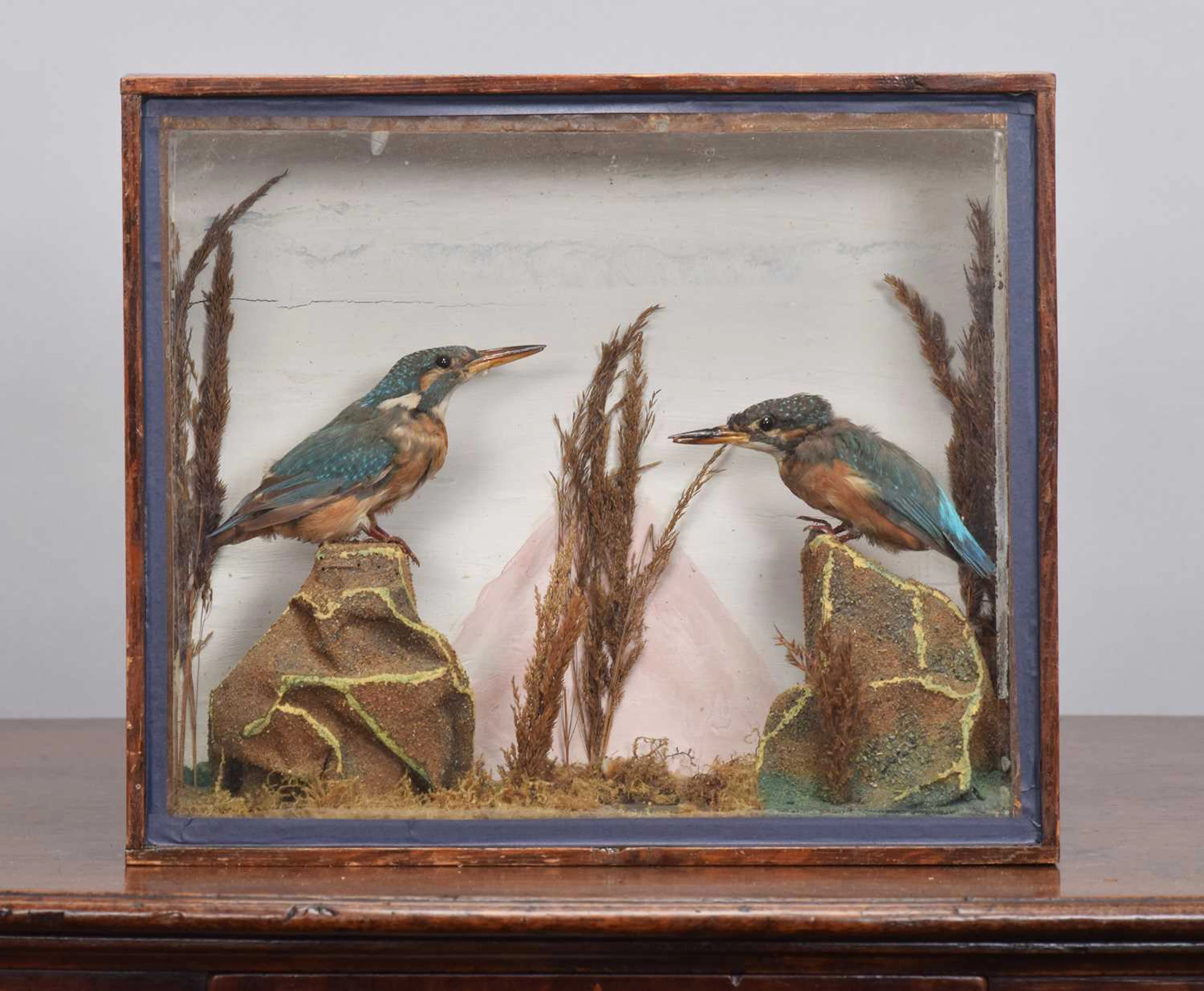 Taxidermy: A Late Victorian Cased Pair of European Kingfishers (Alcedo
