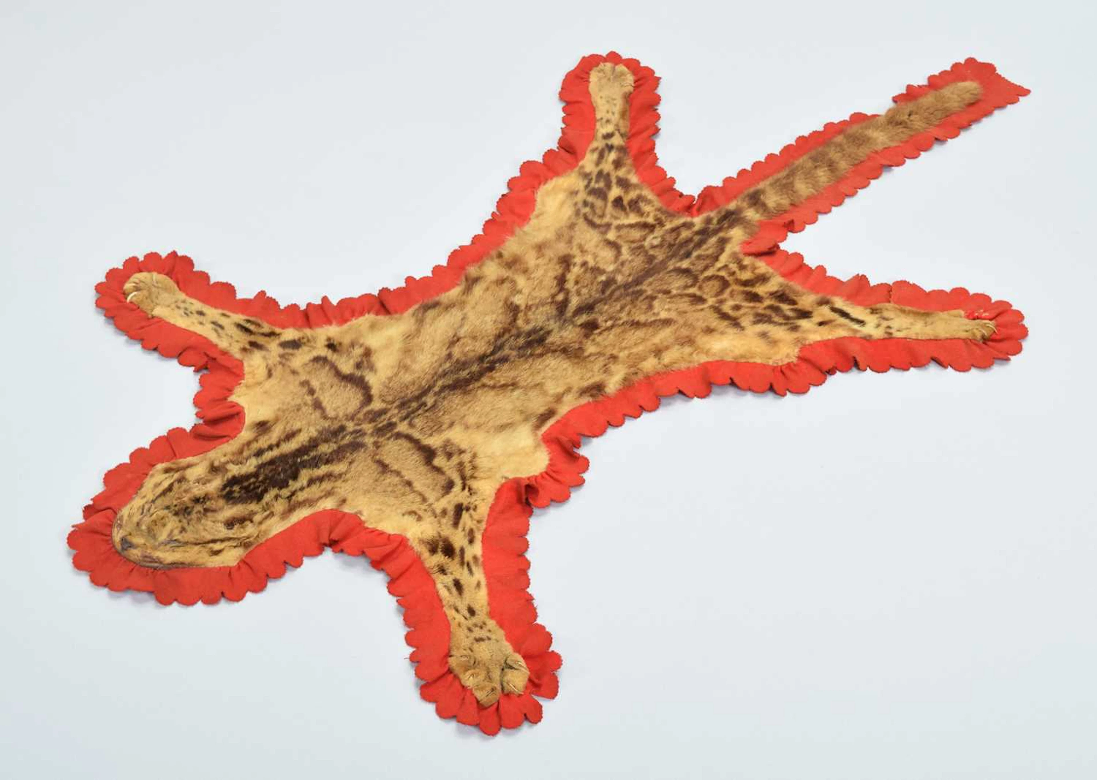 Skins/Hides: Clouded Leopard Skin Rug (Neofelis nebulosa), circa 1900