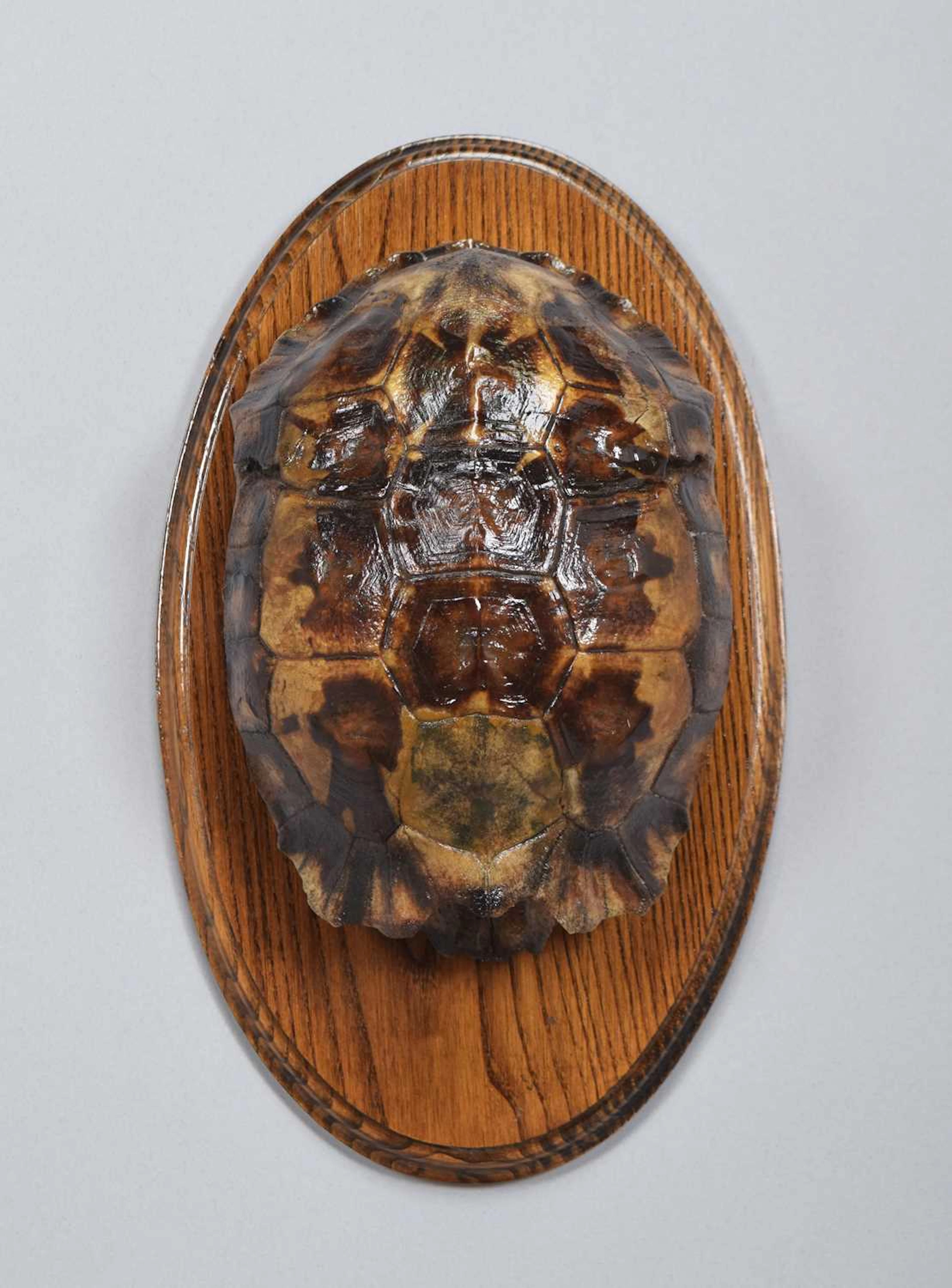 Natural History: Natal Hinge-back Tortoise Shell (Kinixys natalensis)