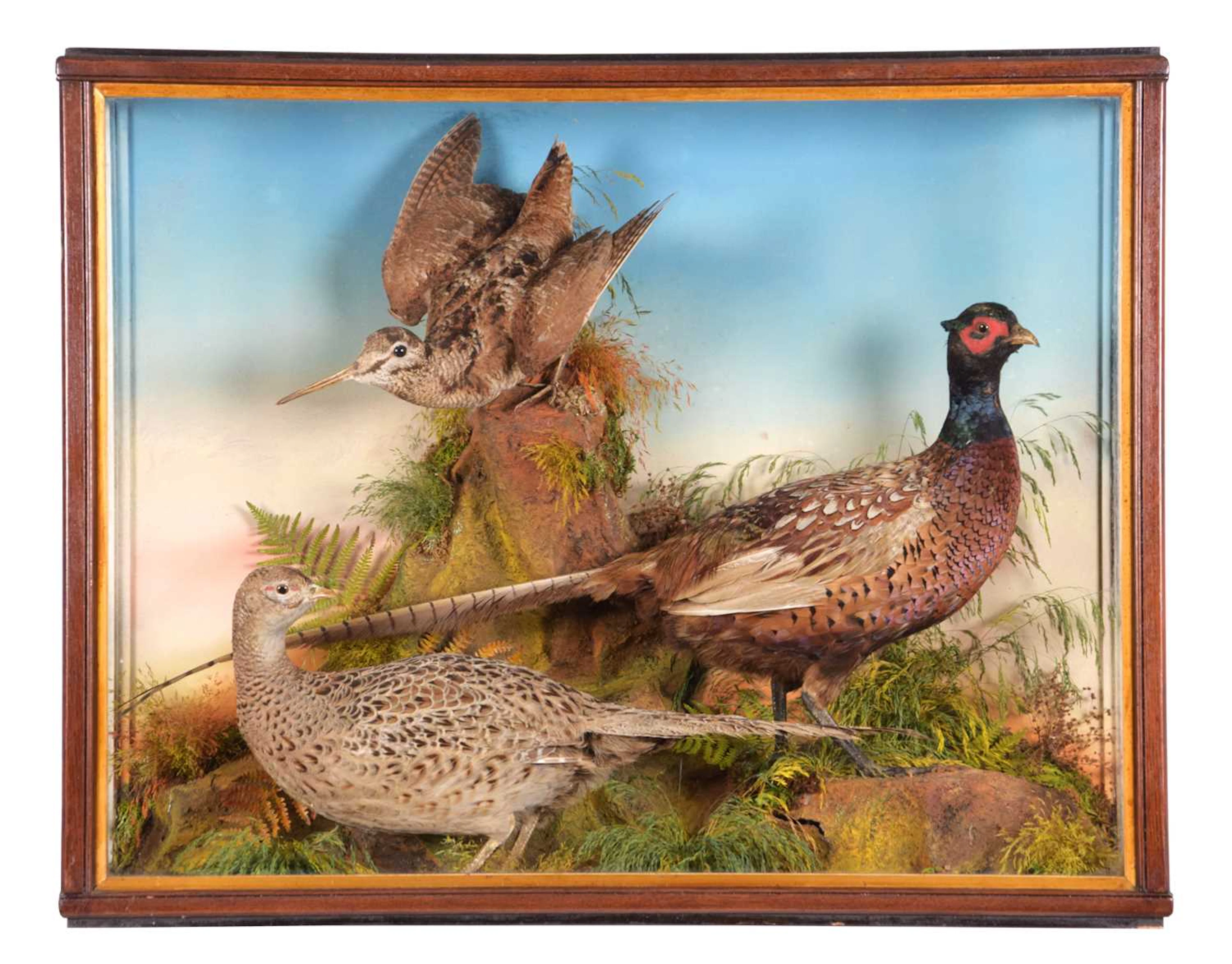 Taxidermy: A Late Victorian Cased Pair of Ring-necked Pheasants and