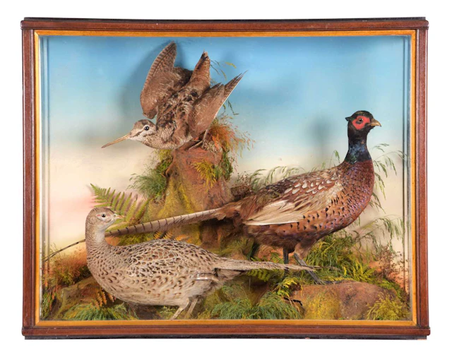 Taxidermy: A Late Victorian Cased Pair of Ring-necked Pheasants and