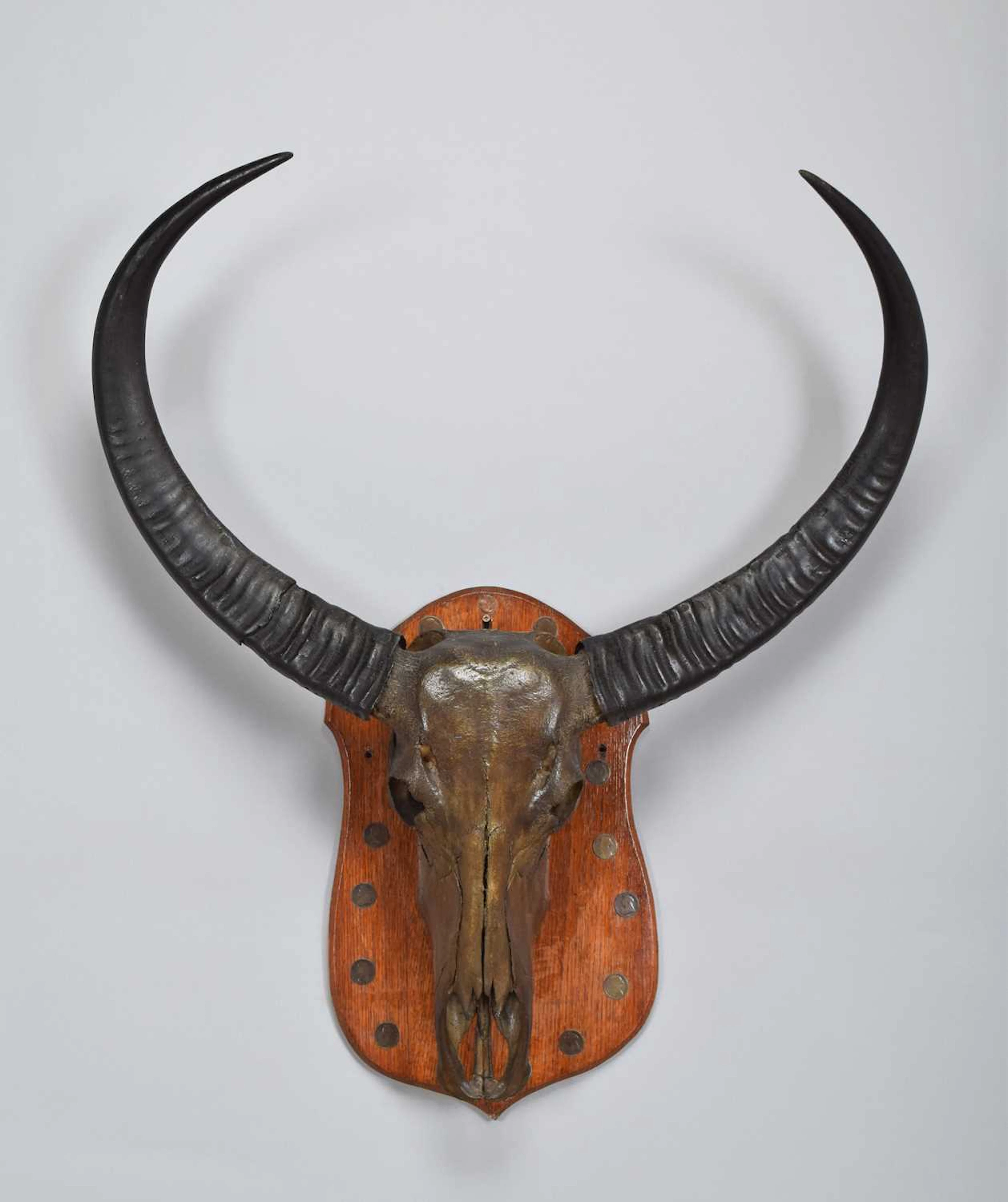 Antlers/Horns: Asian Water Buffalo (, (, Bubalus bubalis), early 20th century