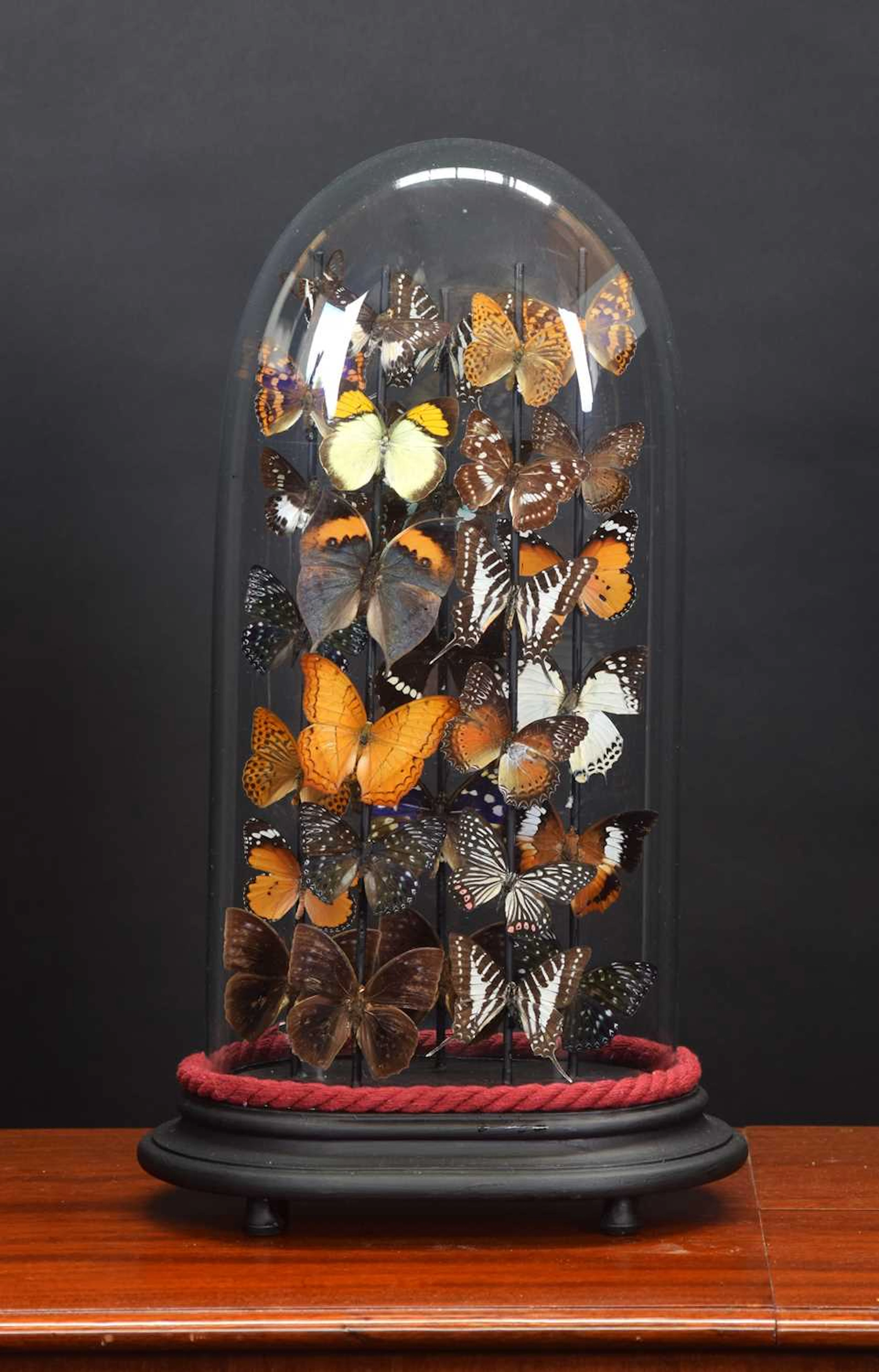 Entomology: A Colourful Display of Tropical Butterflies & Moths, modern