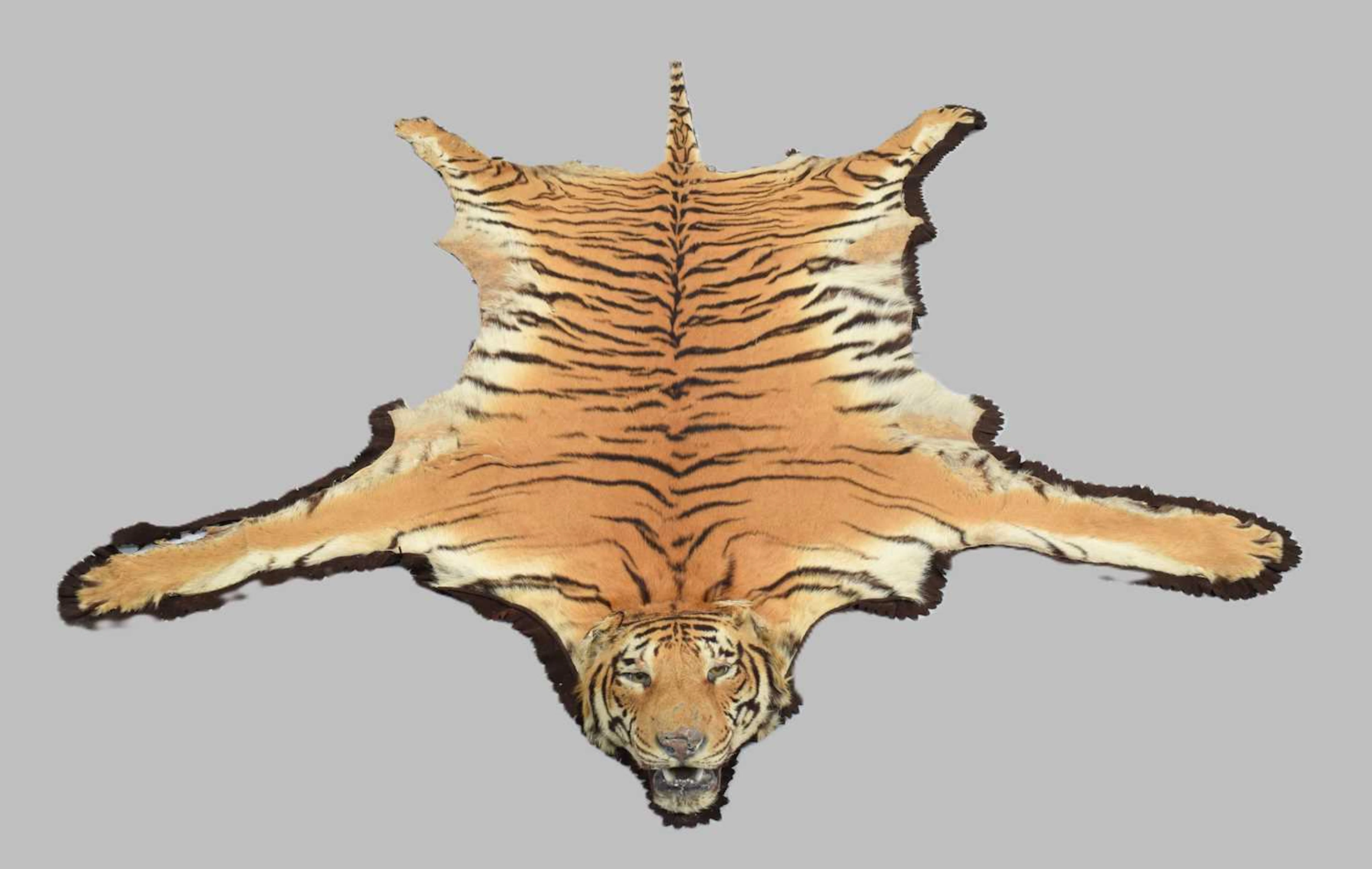 Taxidermy: Bengal Tiger (Panthera tigris tigris), circa 1891-1921