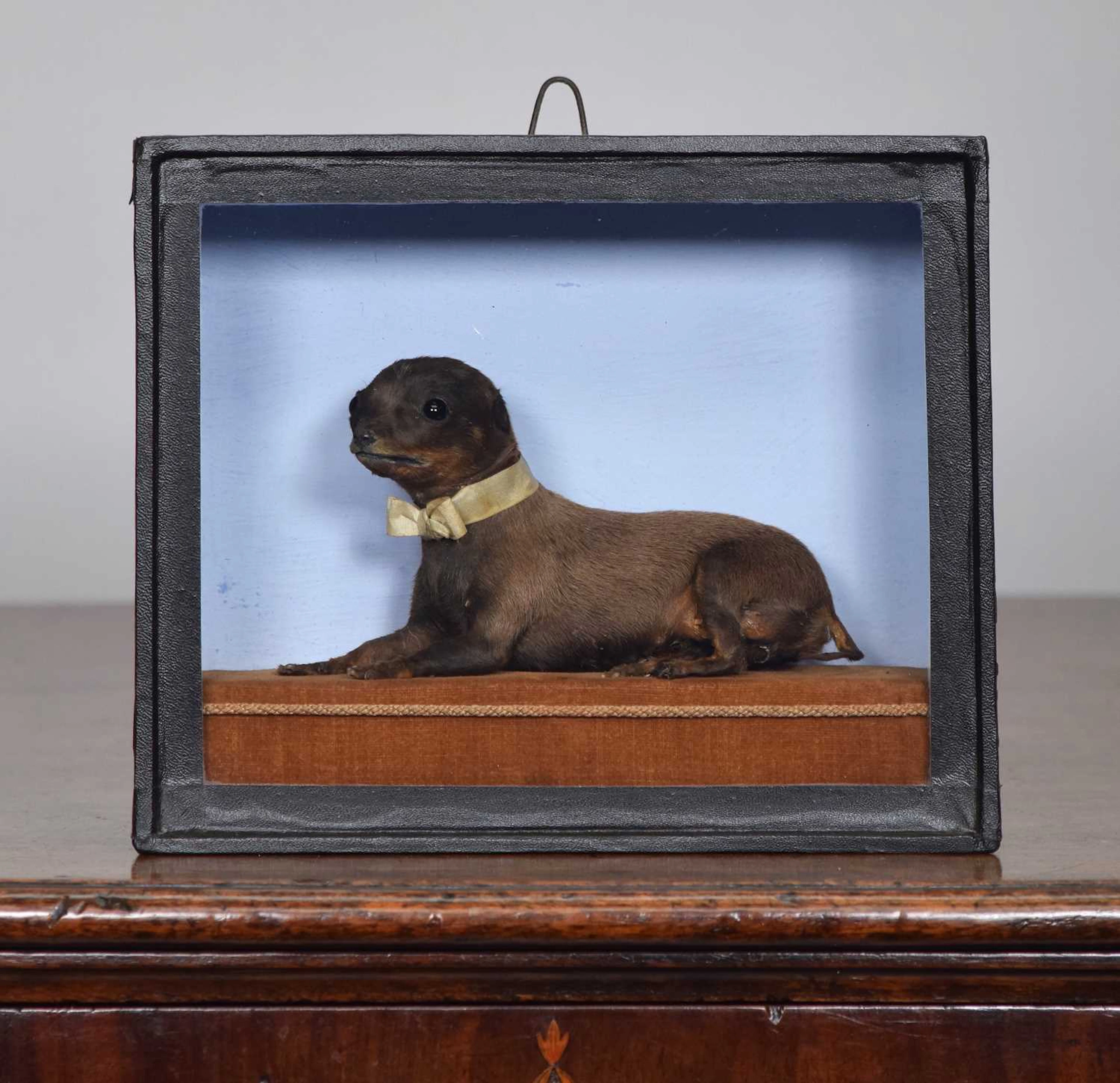 Taxidermy: A Late Victorian Cased Chihuahua Miniature Dog (Canis familiaris)