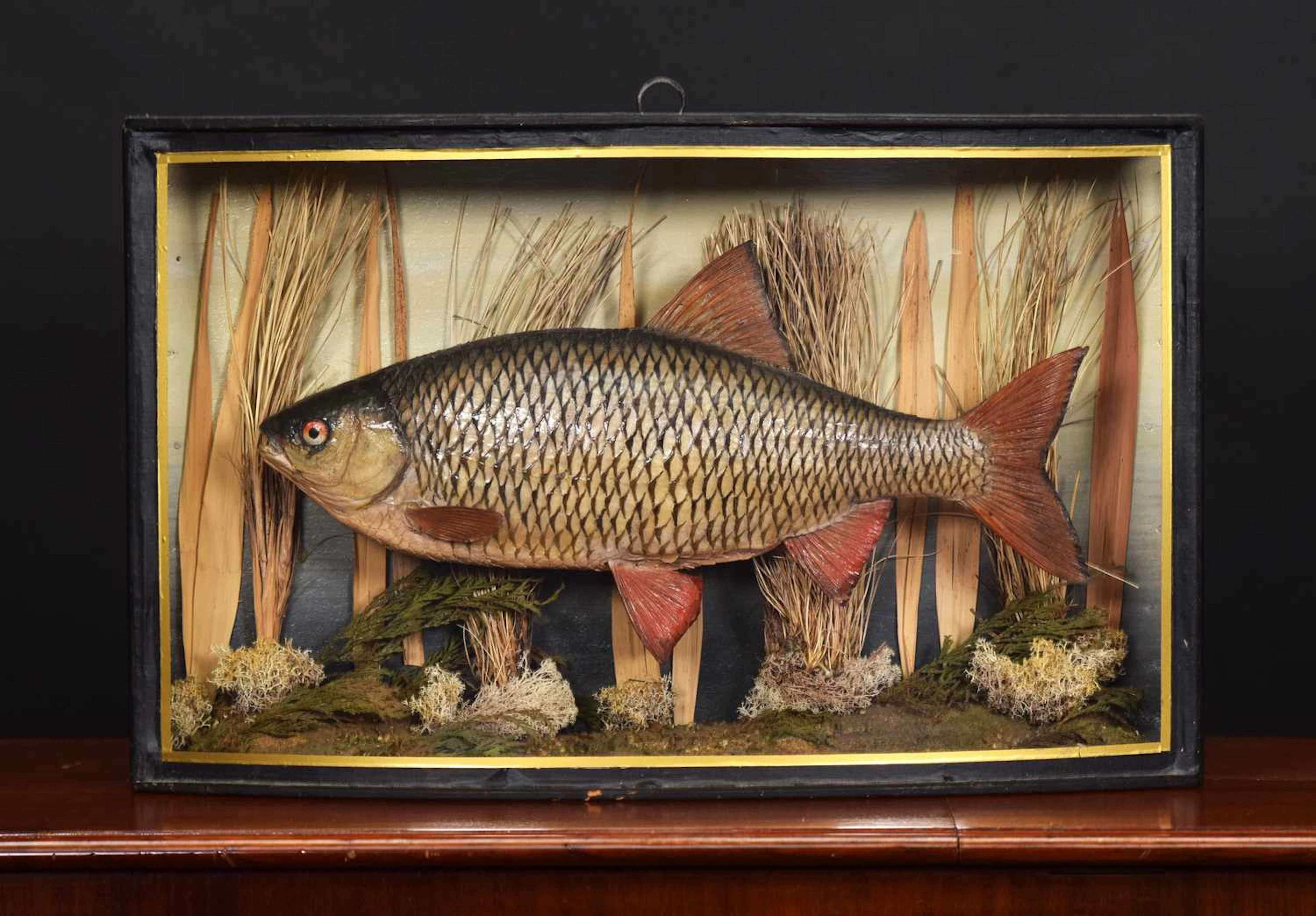 Taxidermy: A Cased Common Roach (Rutilus rutilus), mid-20th century