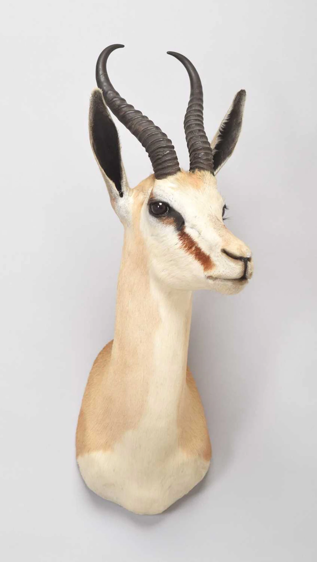 Taxidermy: South African Springbok (Antidorcas marsupialis), dated