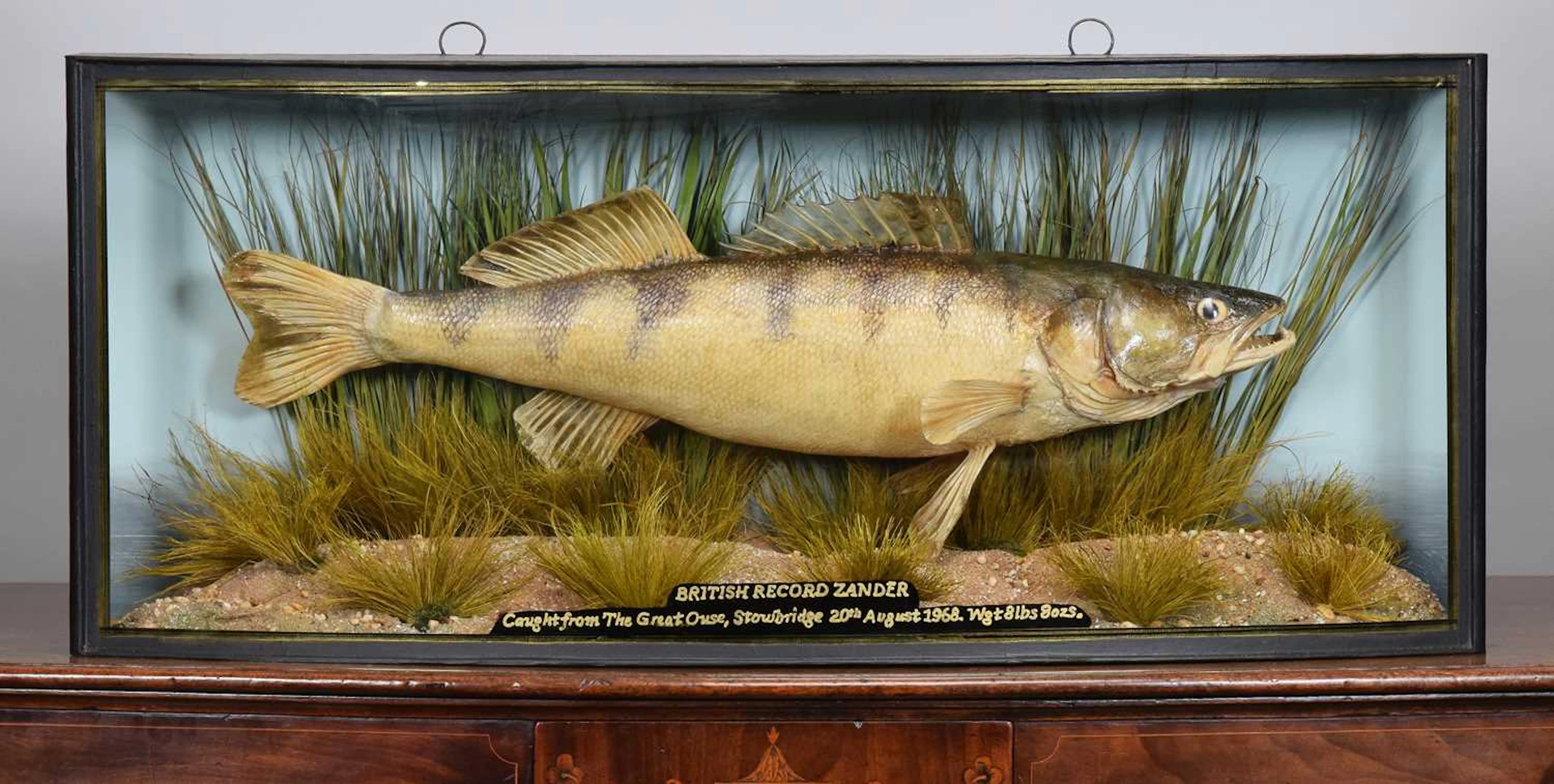 Taxidermy: A Cased Ex British Record Zander (Sander lucioperca), dated