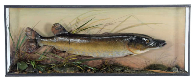Taxidermy: A Victorian Cased Northern Pike (Esox lucius), (Esox lucius)