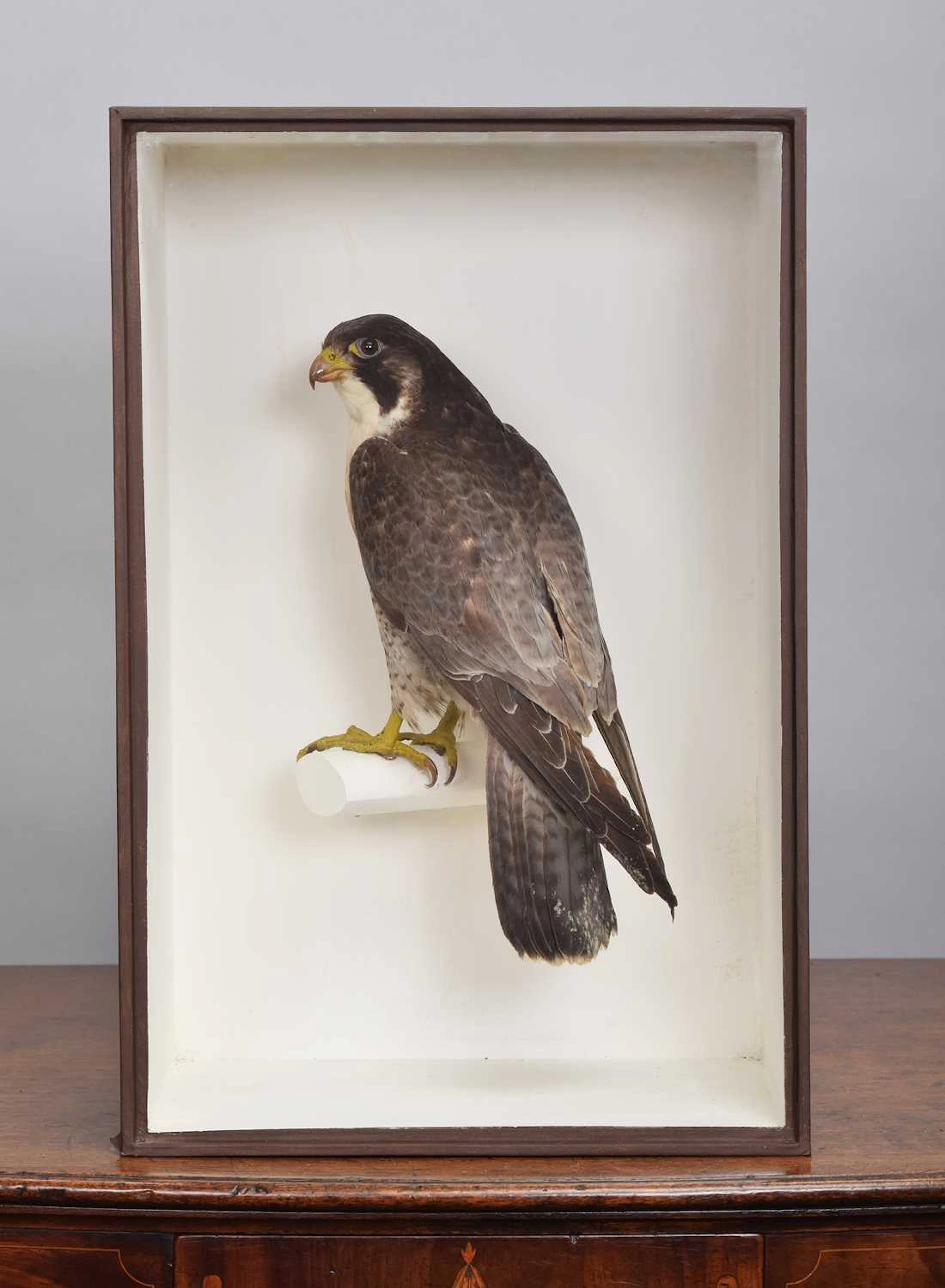 Taxidermy: A Cased Peregrine Falcon (Falco peregrinus), early 20th