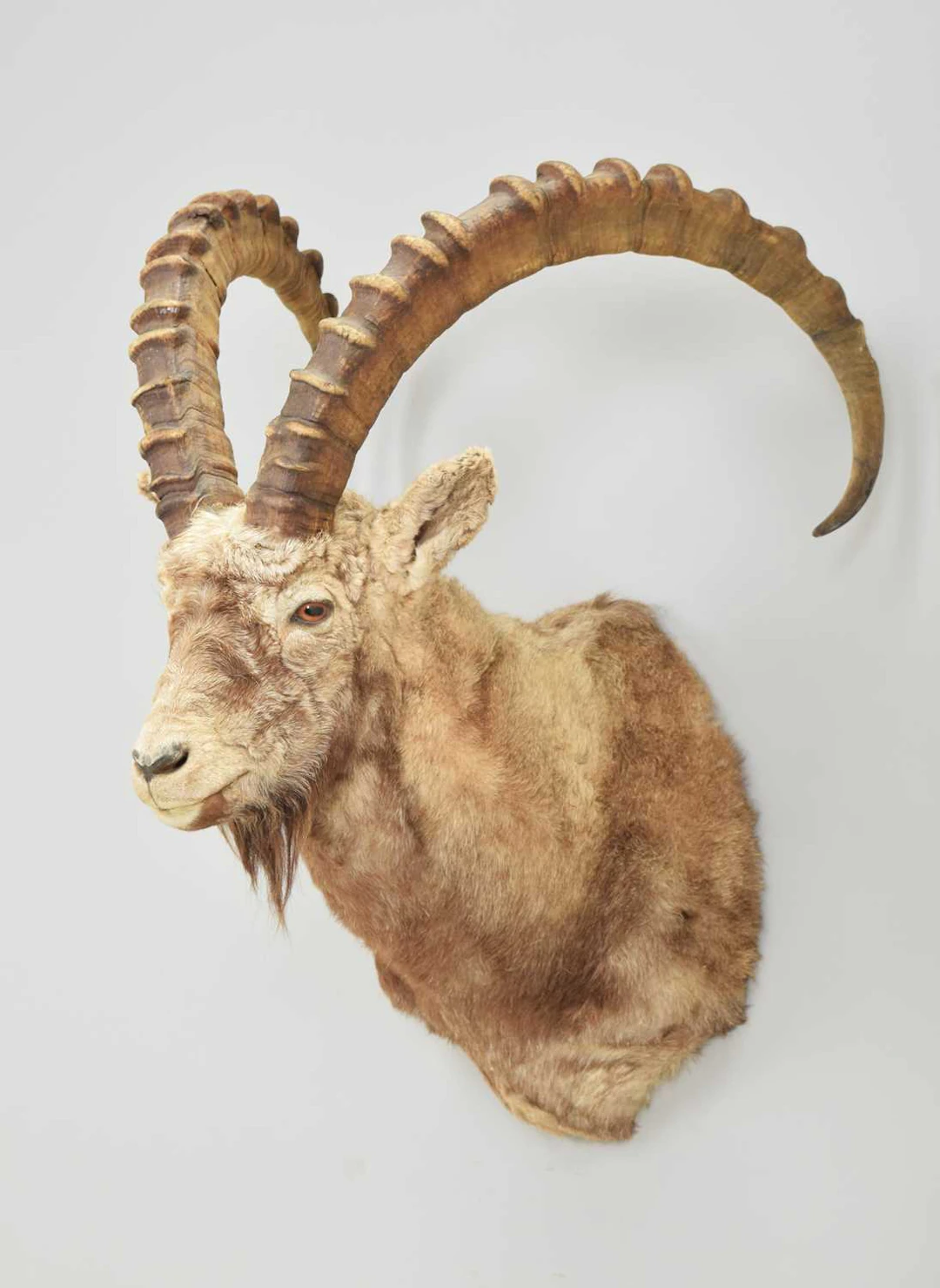 Taxidermy: Altai Ibex (Capra sibirica alaiana), modern, Mongolia