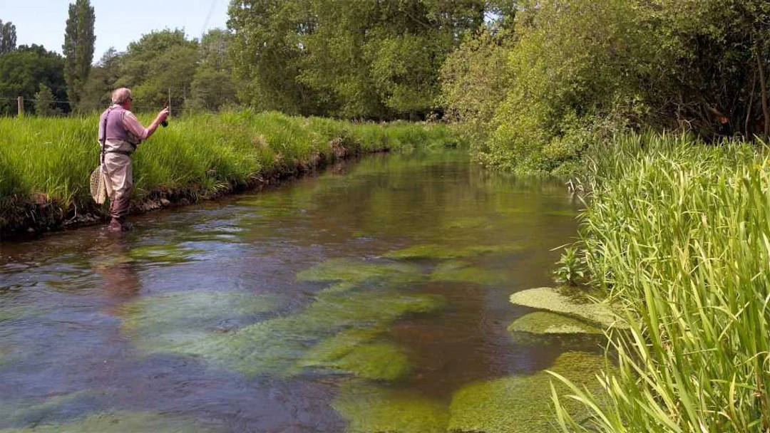 A Day's Guided Chalk Stream Fishing on the River Wensum during Mayfly Season.