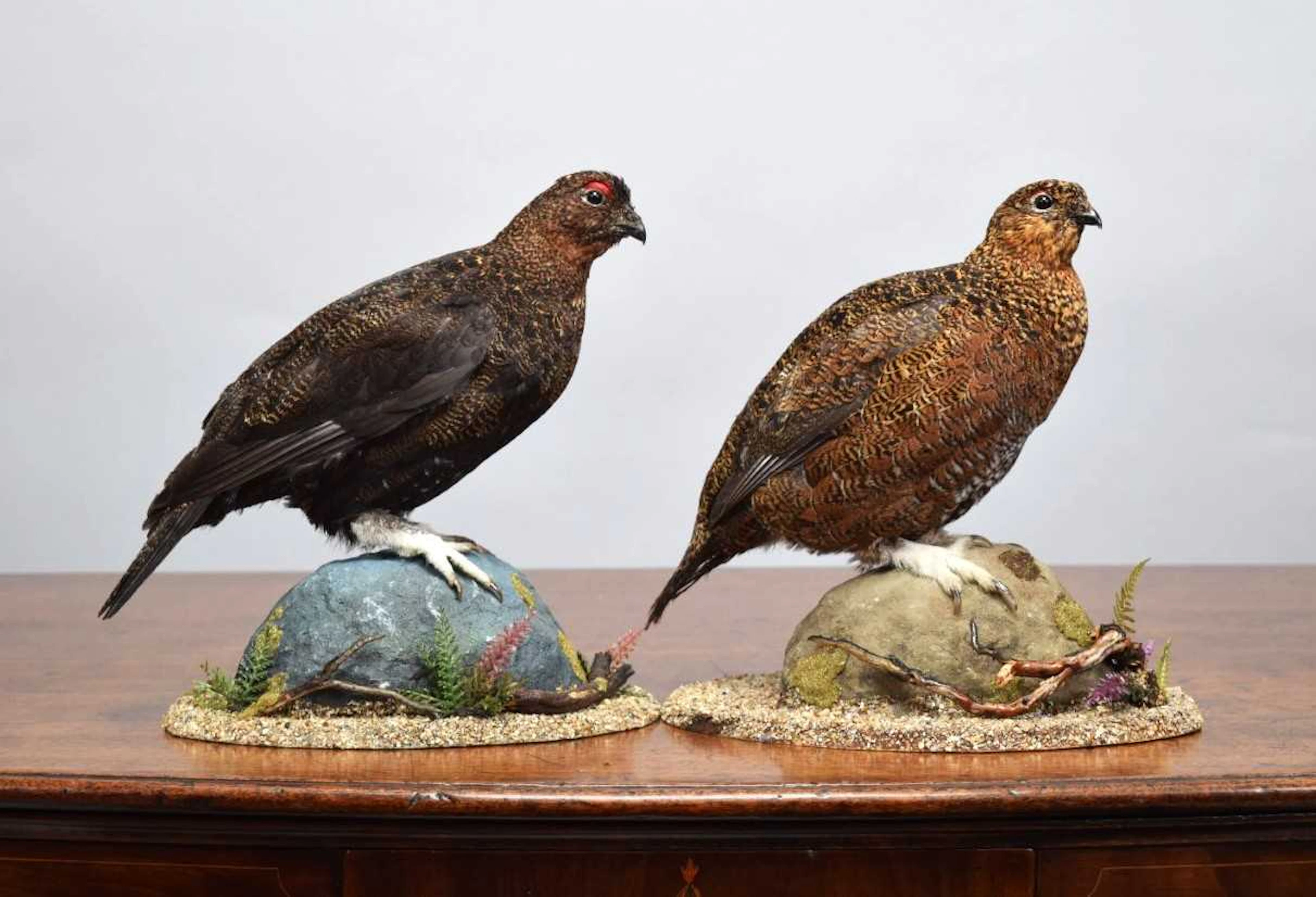 Taxidermy: A Pair of European Red Grouse (Lagopus lagopus), dated