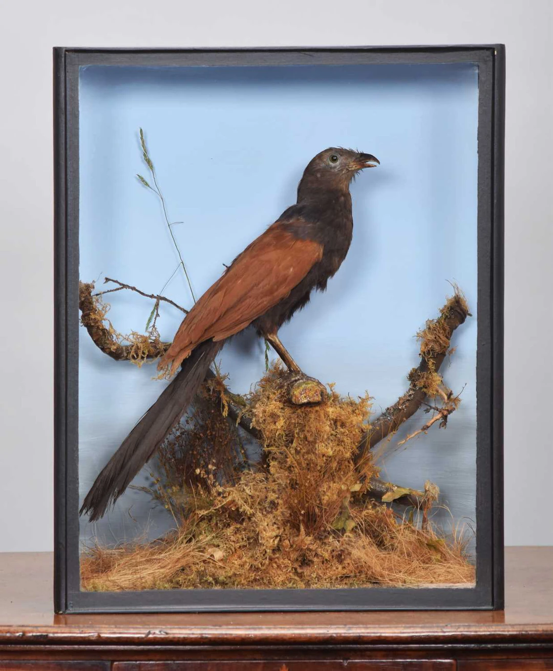 Taxidermy: A Cased Greater Coucal (Centropus sinensis), circa 1880-1900