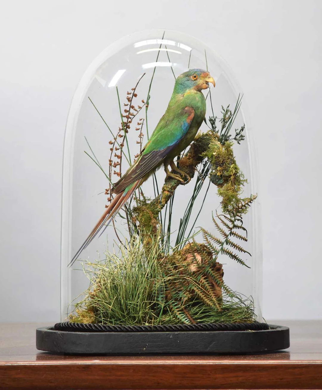 Taxidermy: A Late Victorian Swift Parrot (Lathamus discolor), circa