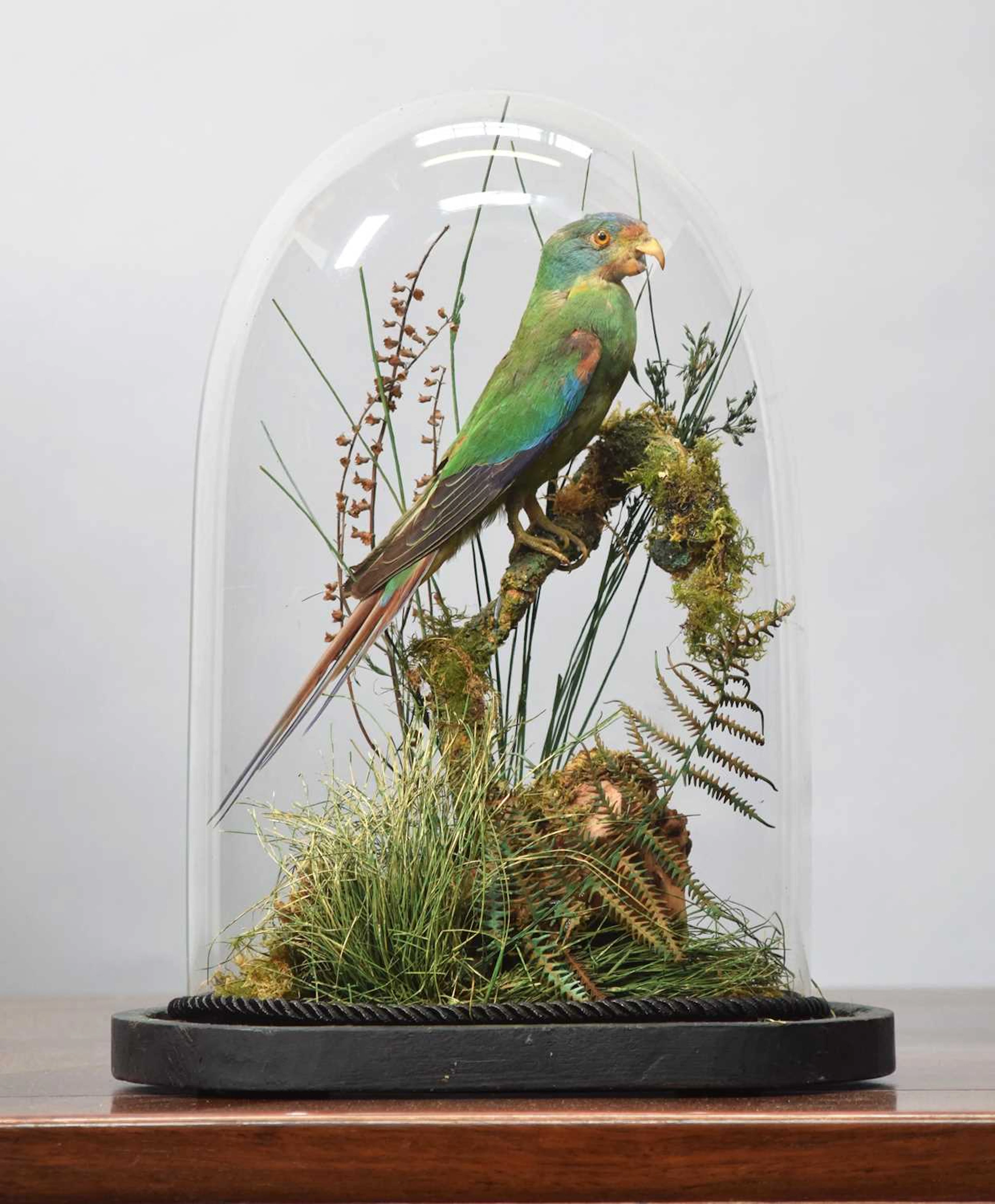 Taxidermy: A Late Victorian Swift Parrot (Lathamus discolor), circa