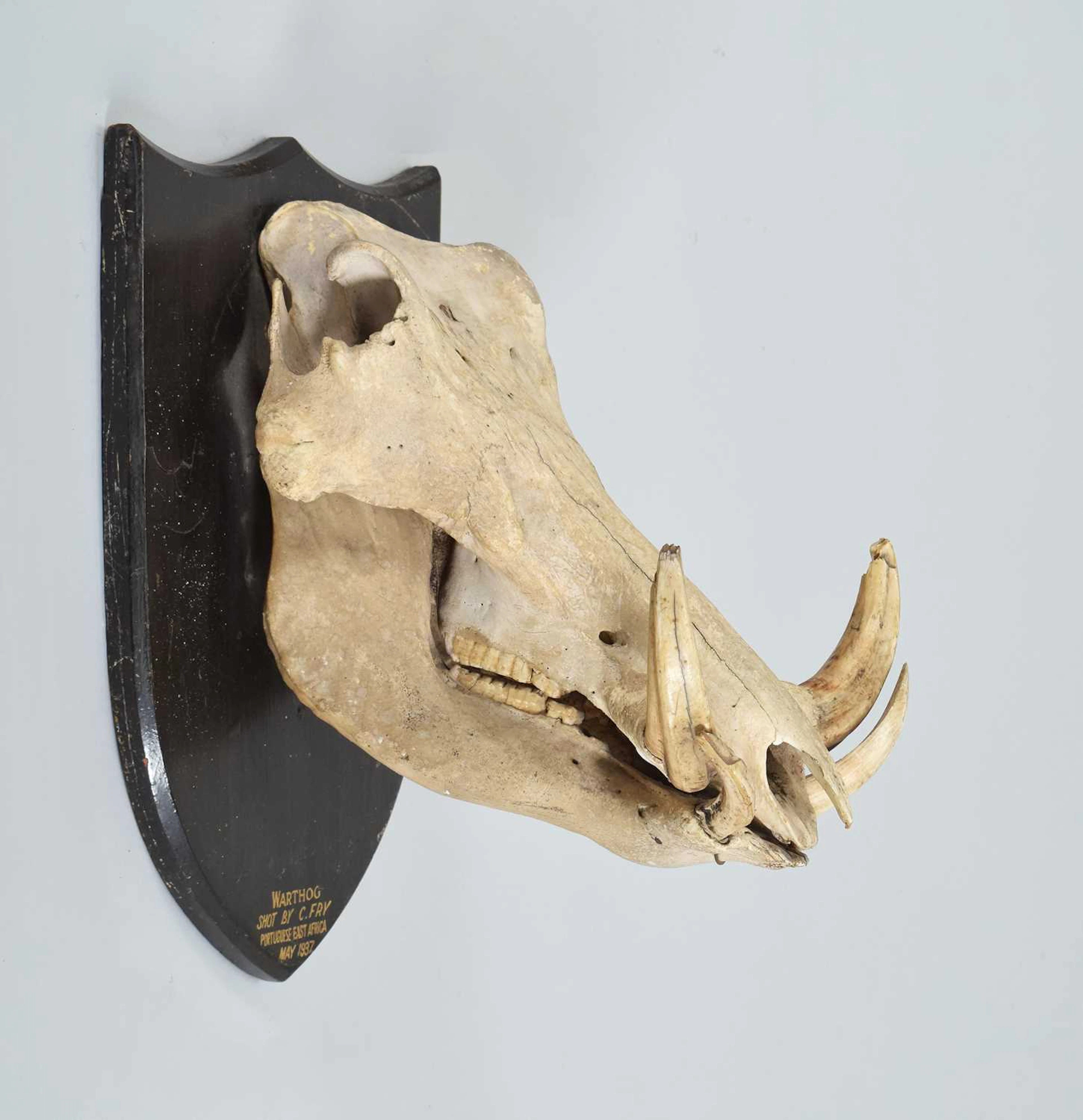 Skulls/Anatomy: African Common Warthog (Phacochoerus africanus), dated