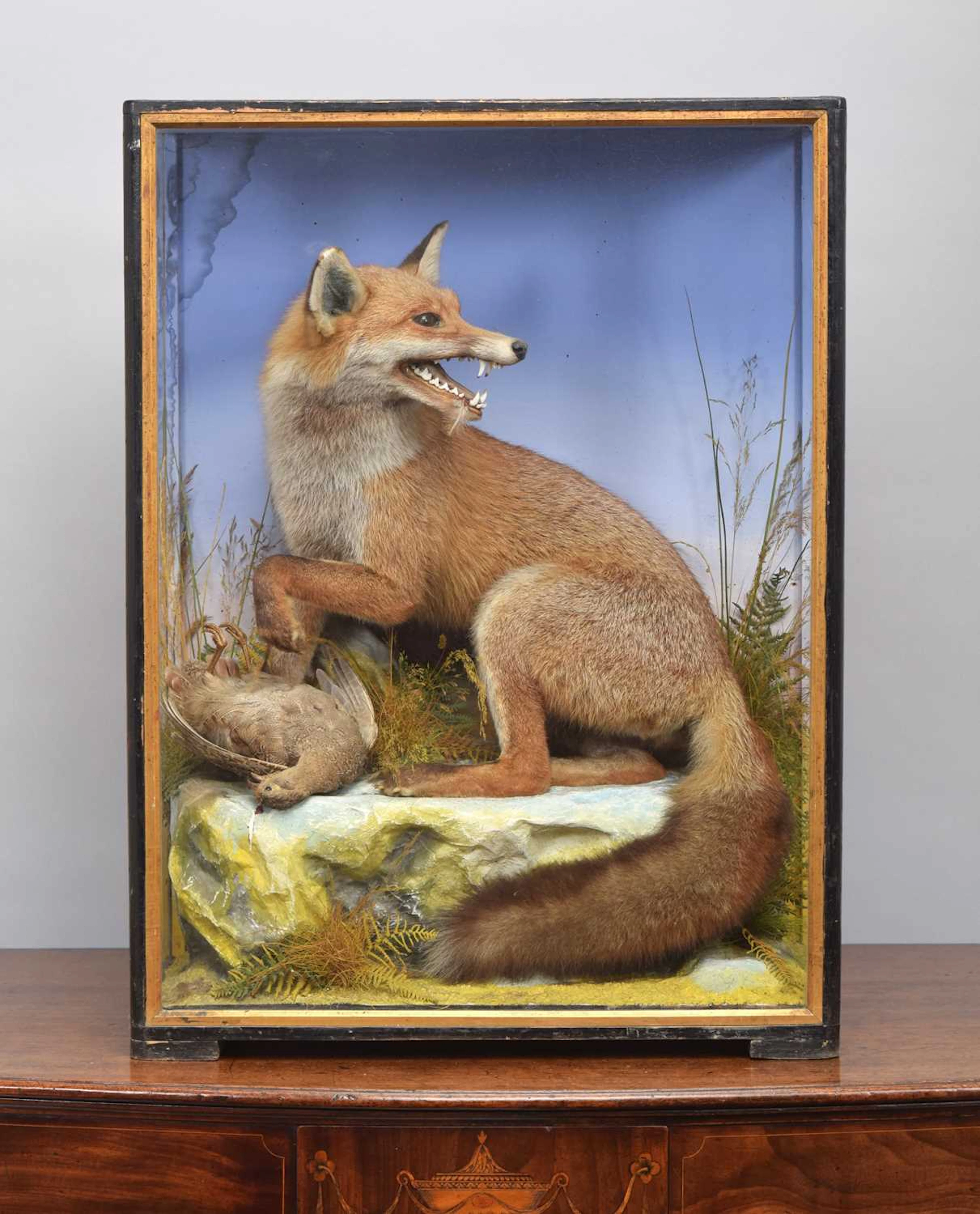 Taxidermy: European Red Fox Diorama (Vulpes vulpes), circa 1860-1942