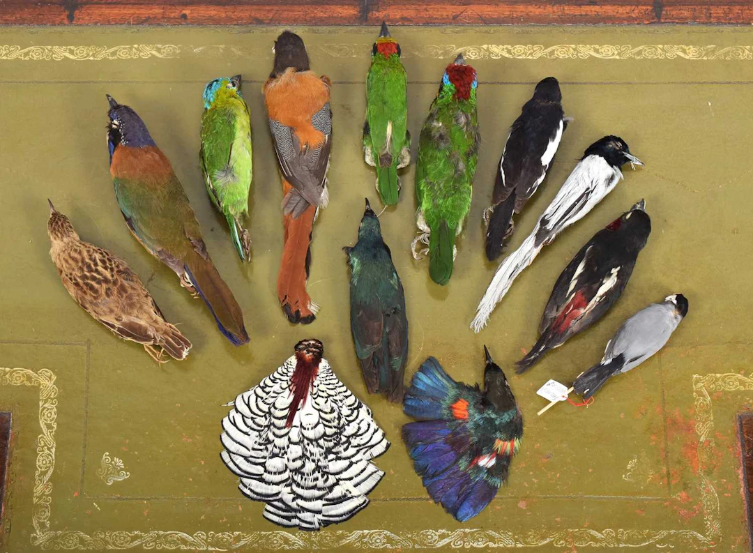 Taxidermy: A Group of Asian & African Bird Study Skins, late 19th