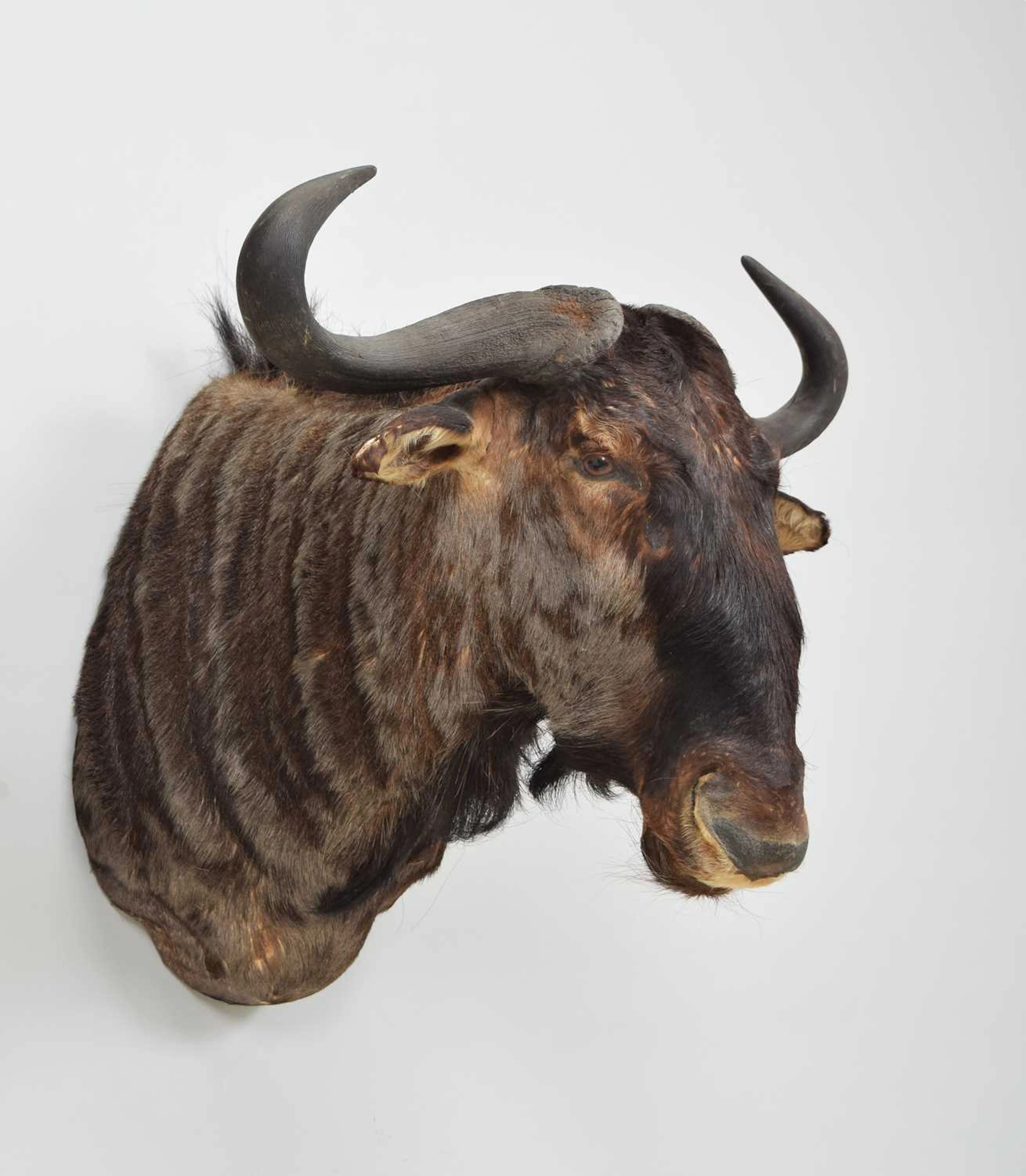 Taxidermy: Blue Wildebeest (Connochaetes taurinus), modern, by Colin