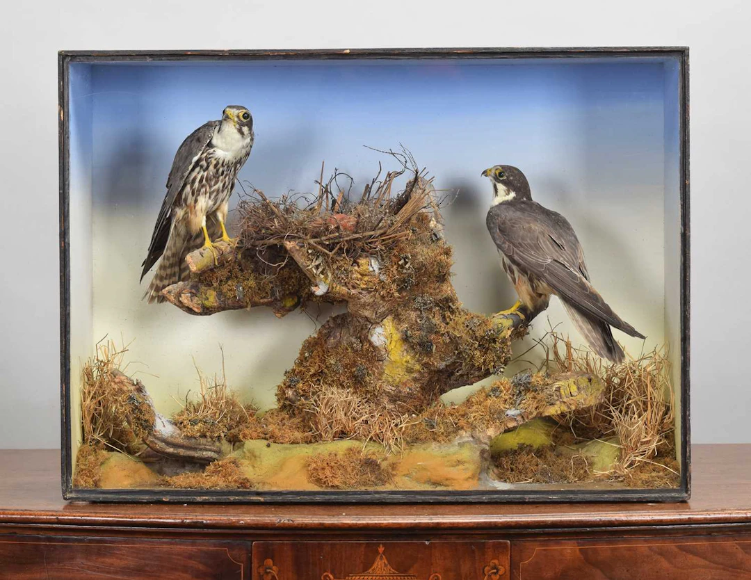 Taxidermy: A Late Victorian Cased Pair of Hobbies (Falco subbuteo)