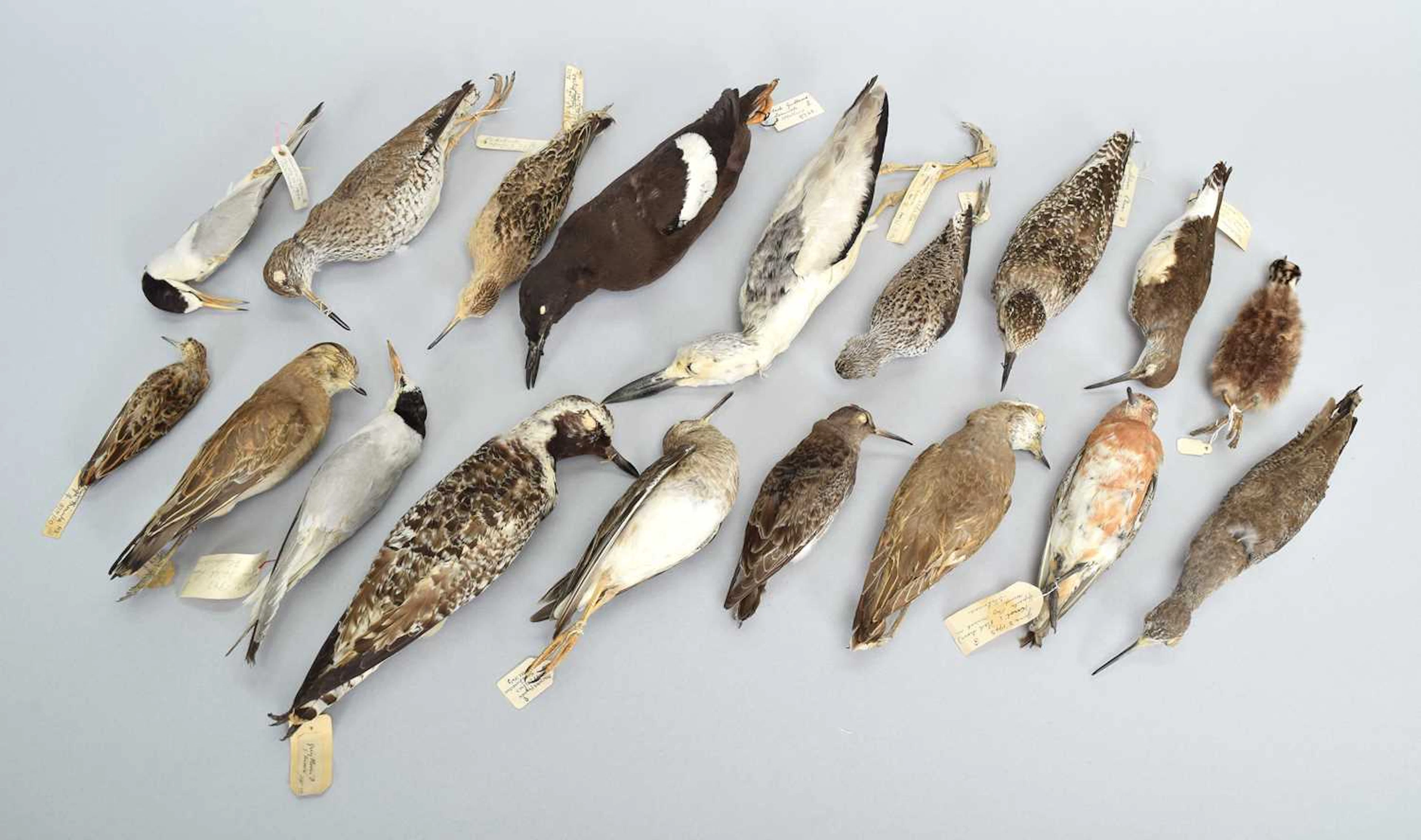 Taxidermy: A Collection of Various British & European Shoreline and