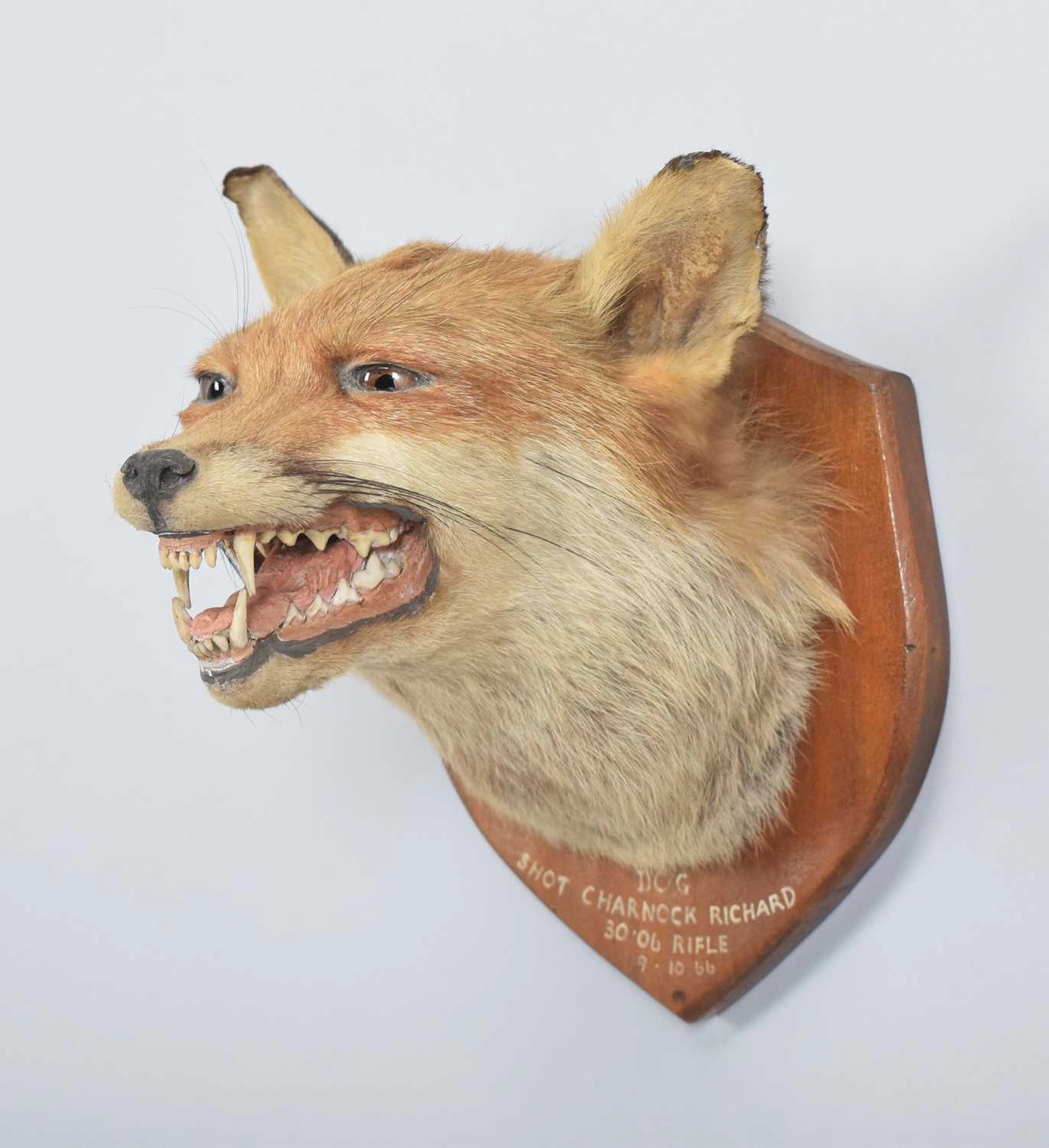 Taxidermy: European Red Fox Mask (Vulpes vulpes), dated 09th October