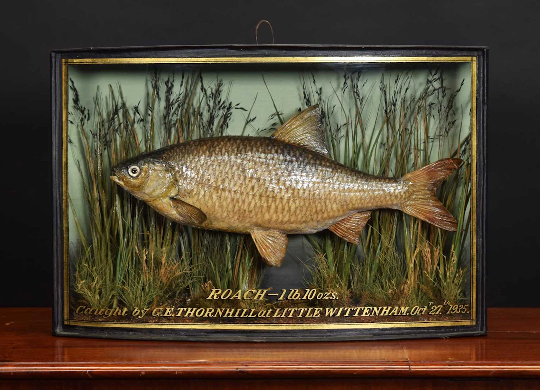 Taxidermy: A Cased Common Roach (Rutilus rutilus), dated October