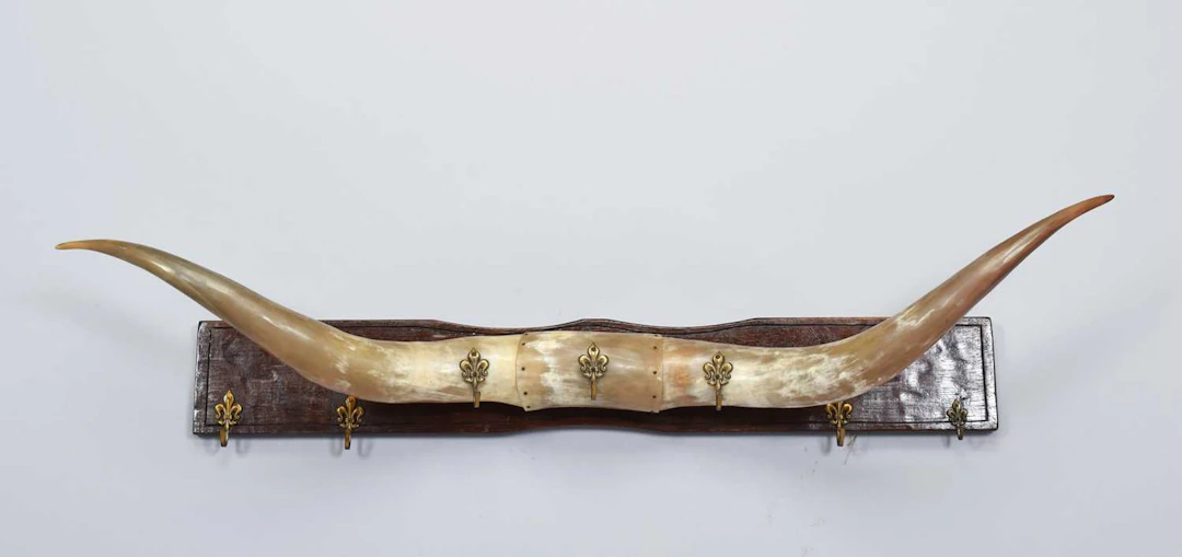 Antlers/Horns: A Steer Horn Coat Rack -