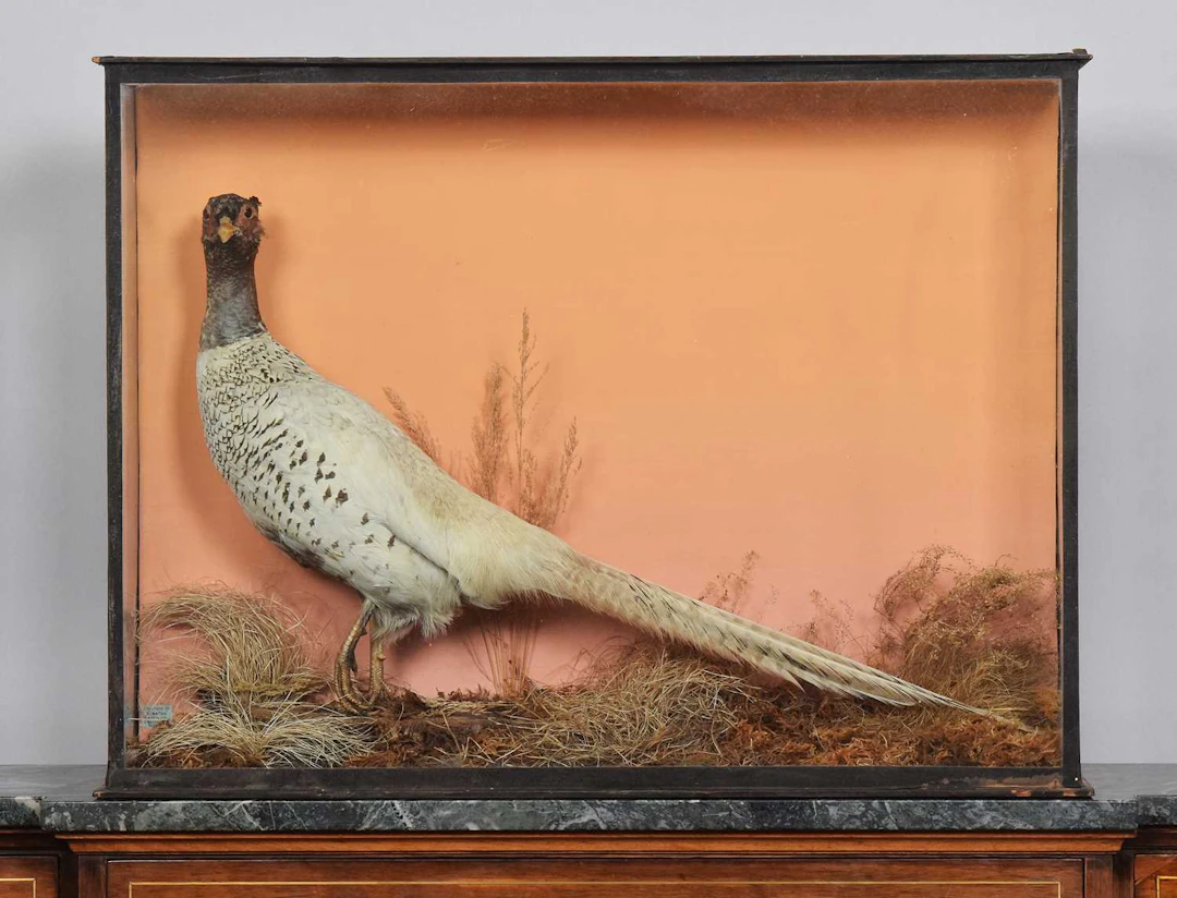 Taxidermy: A Late Victorian Cased Hybrid Pheasant, 1890-1927, by B.