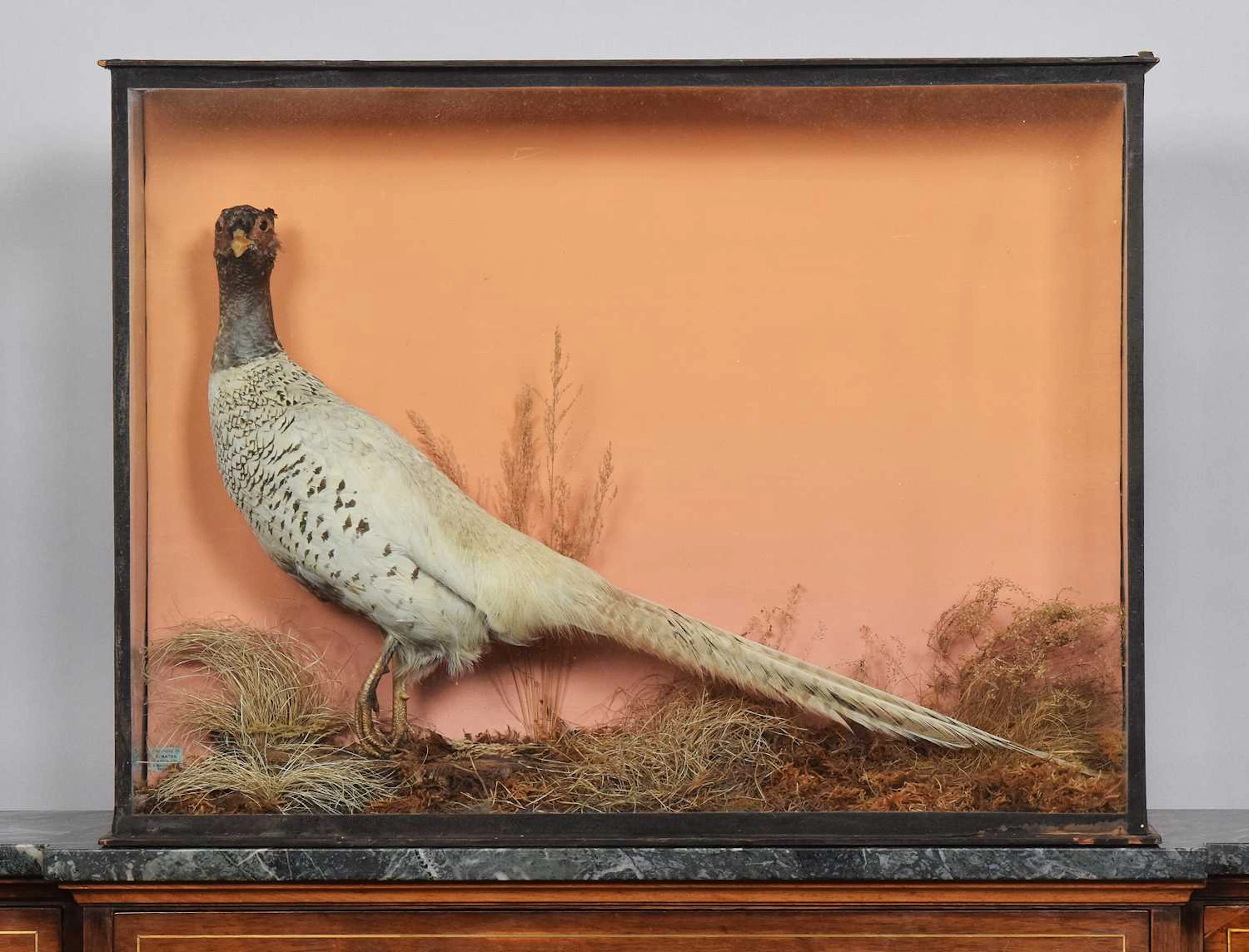 Taxidermy: A Late Victorian Cased Hybrid Pheasant, 1890-1927, by B.