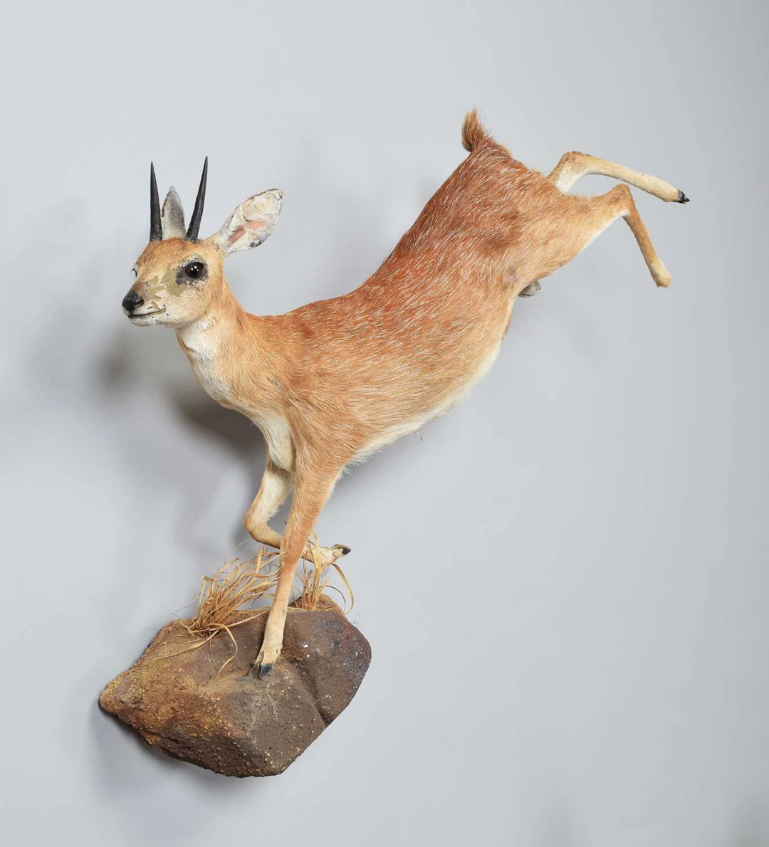 Taxidermy: Sharps Grysbok (Raphicerus sharpei), modern, by Colin Dunton