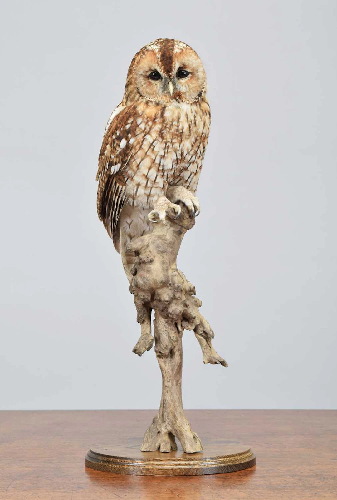 Taxidermy: Tawny Owl (Strix aluco), dated 2026, by Brian Lancaster