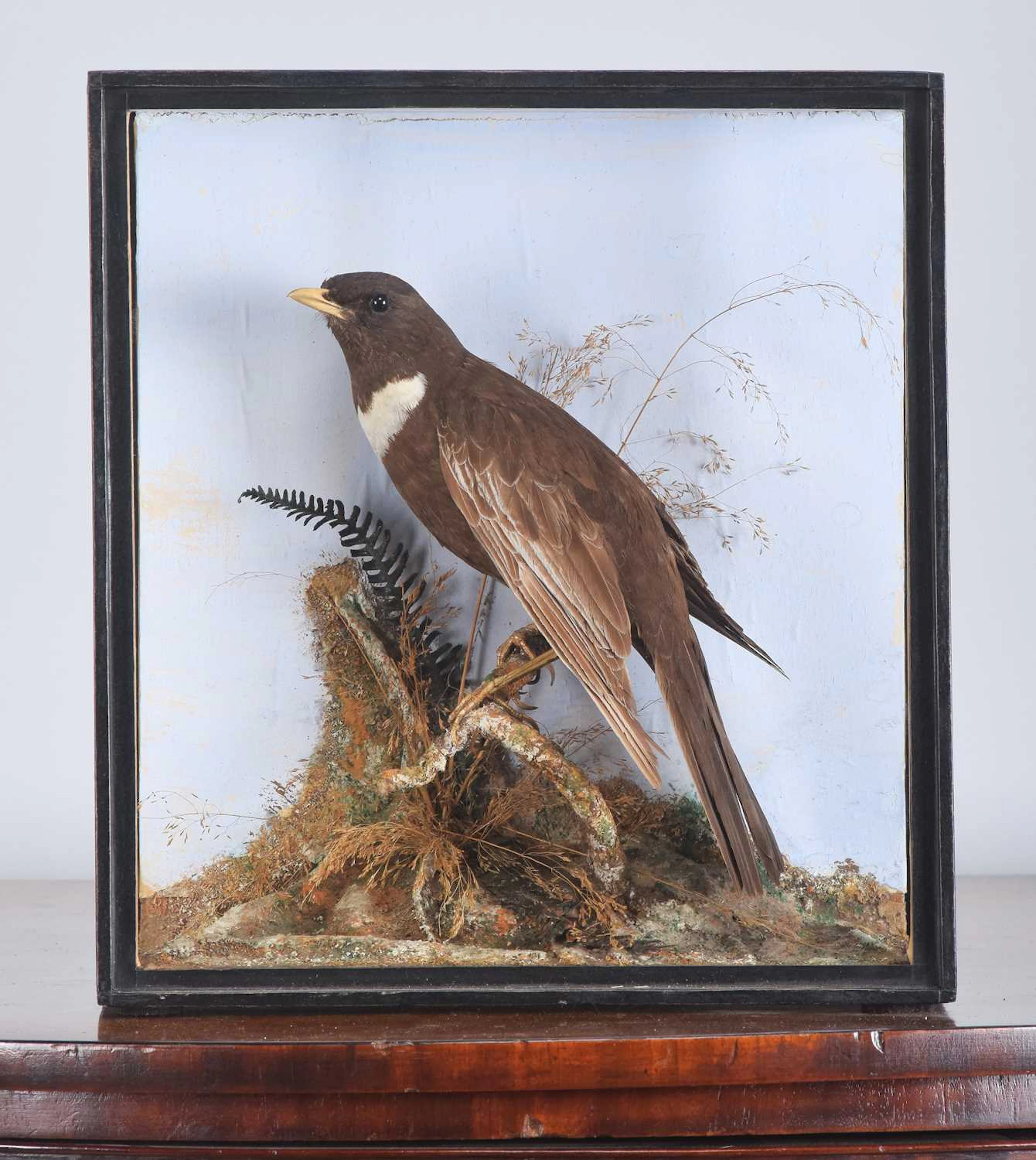Taxidermy: A Late Victorian Cased Ring Ouzel (Turdus torquatus), (Turdus
