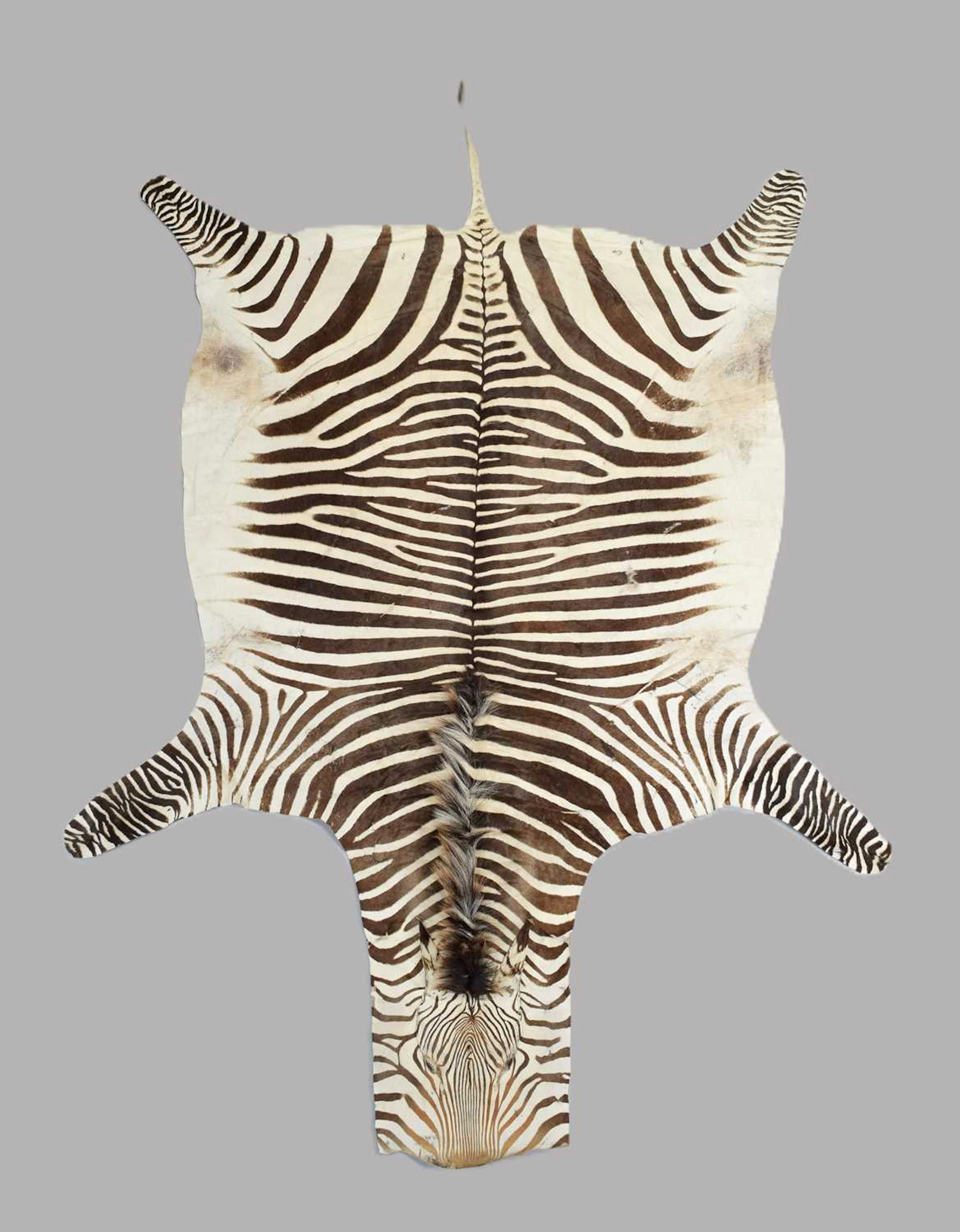 Skins/Hides: Hartmann's Mountain Zebra Skin (Equus zebra hartmannae)