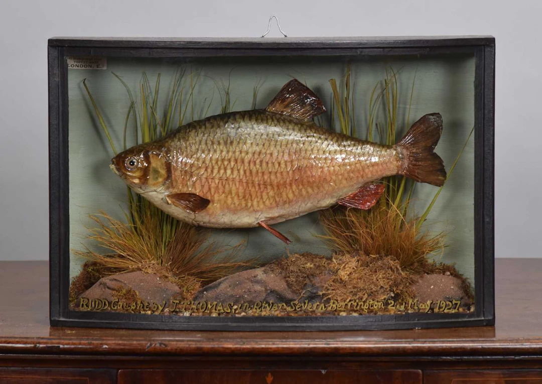 Taxidermy: A Cased Common Rudd (Scardinius erythrophthalmus), dated