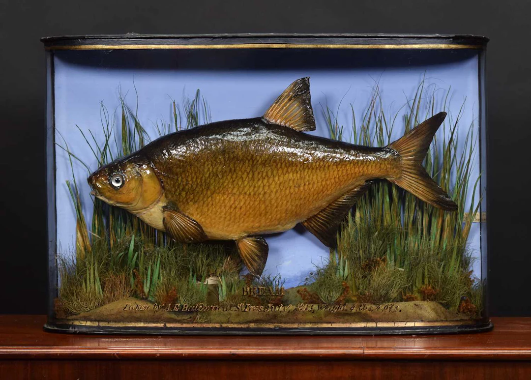Taxidermy: A Late Victorian Cased Common Bream (Abramis brama), dated