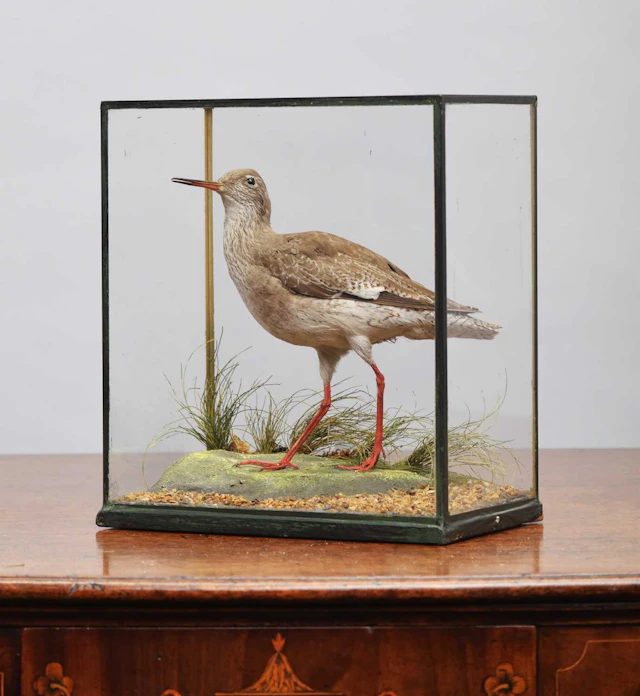 Taxidermy: A Cased Common Redshank (Tringa totanus), early 20th century