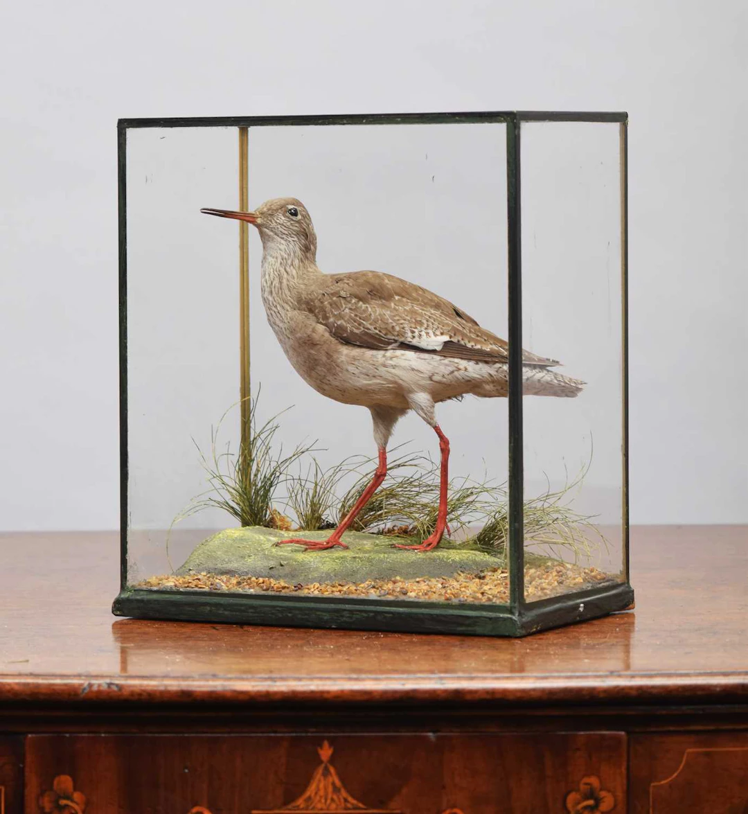 Taxidermy: A Cased Common Redshank (Tringa totanus), early 20th century