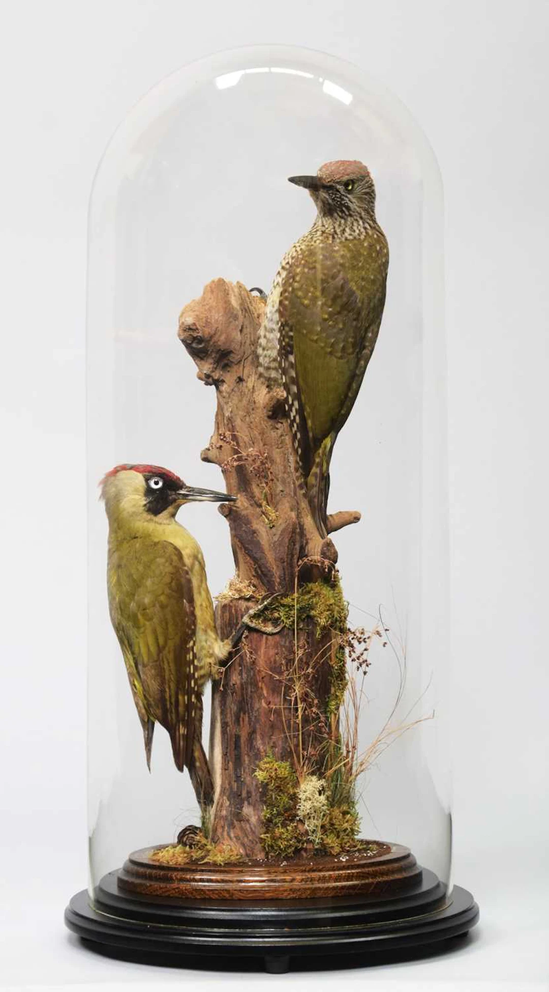 Taxidermy: A Pair of European Green Woodpeckers (Picus viridis), modern