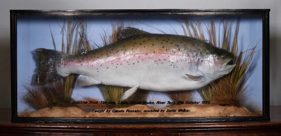 Taxidermy: A Cased Rainbow Trout (Oncorhynchus mykiss), (Oncorhynchus