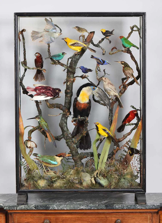 Taxidermy: A Late Victorian Diorama of South American Tropical Birds