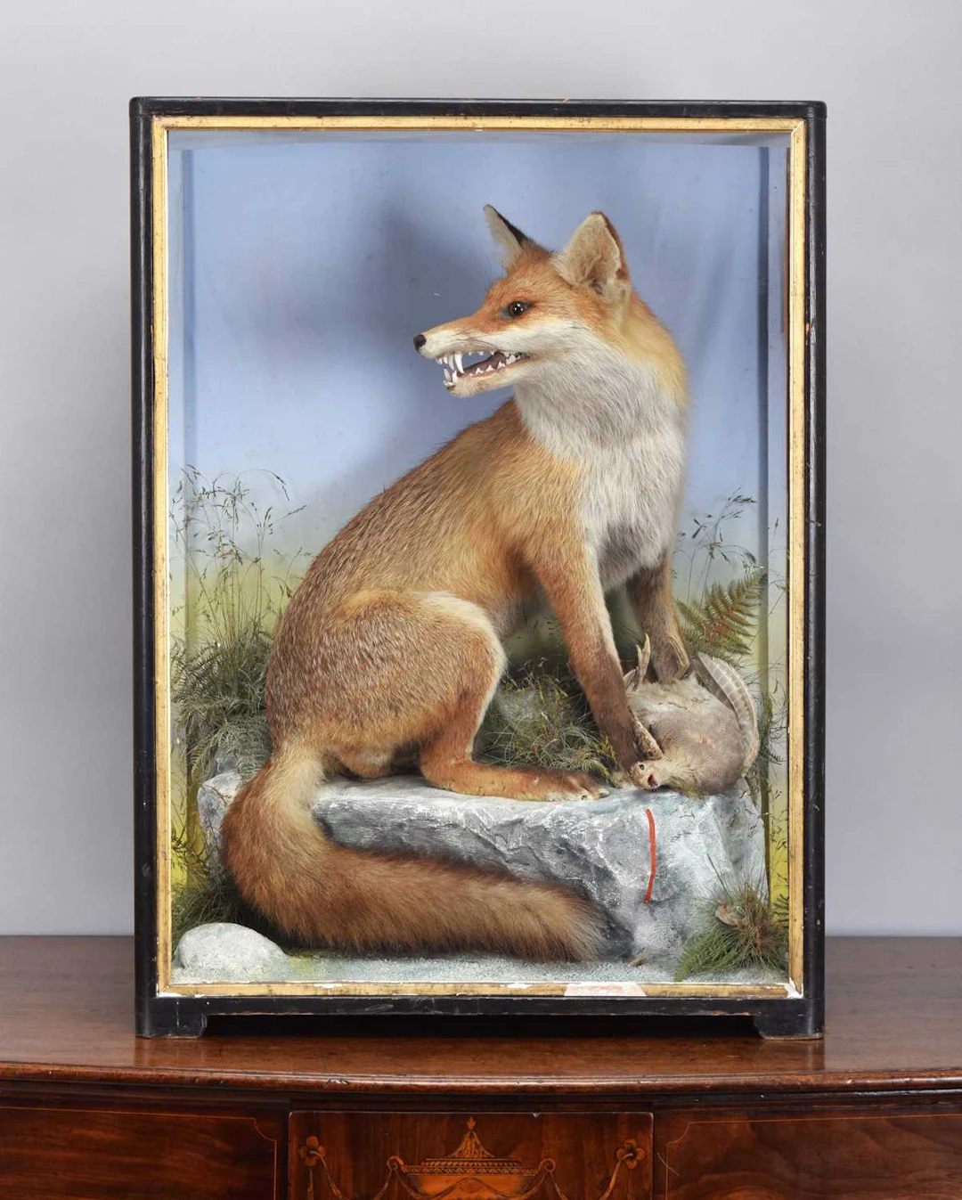 Taxidermy: European Red Fox Diorama (Vulpes vulpes), circa 1860-1942