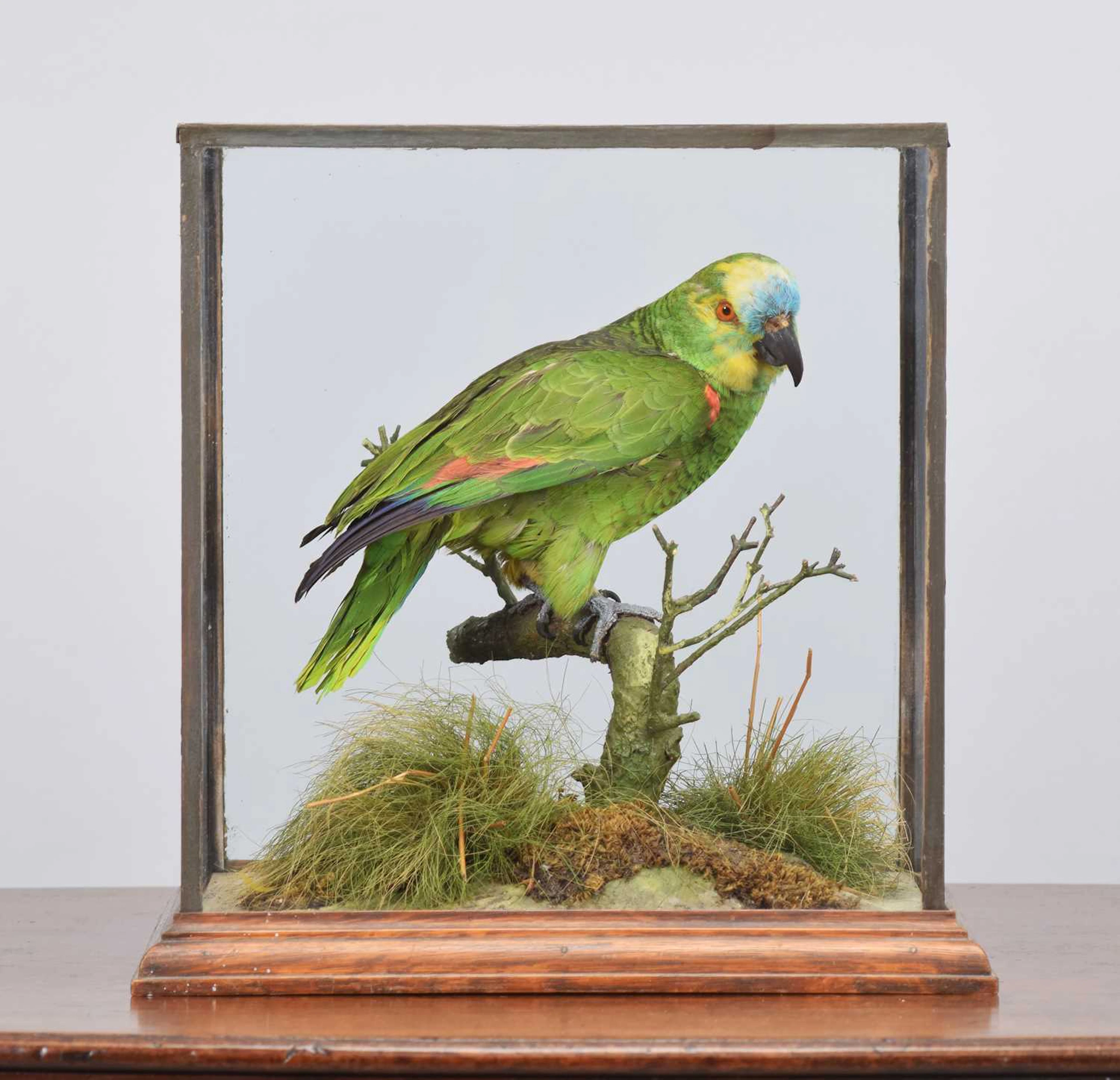 Taxidermy: A Cased Turquoise-fronted Amazon Parrot (Amazona aestiva)