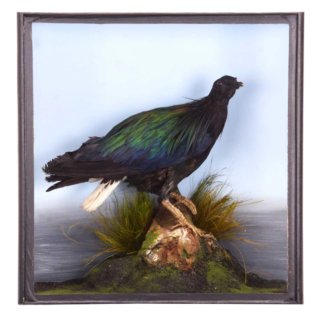 Taxidermy: A Late Victorian Cased Nicobar Pigeon (Caloenas nicobarica)