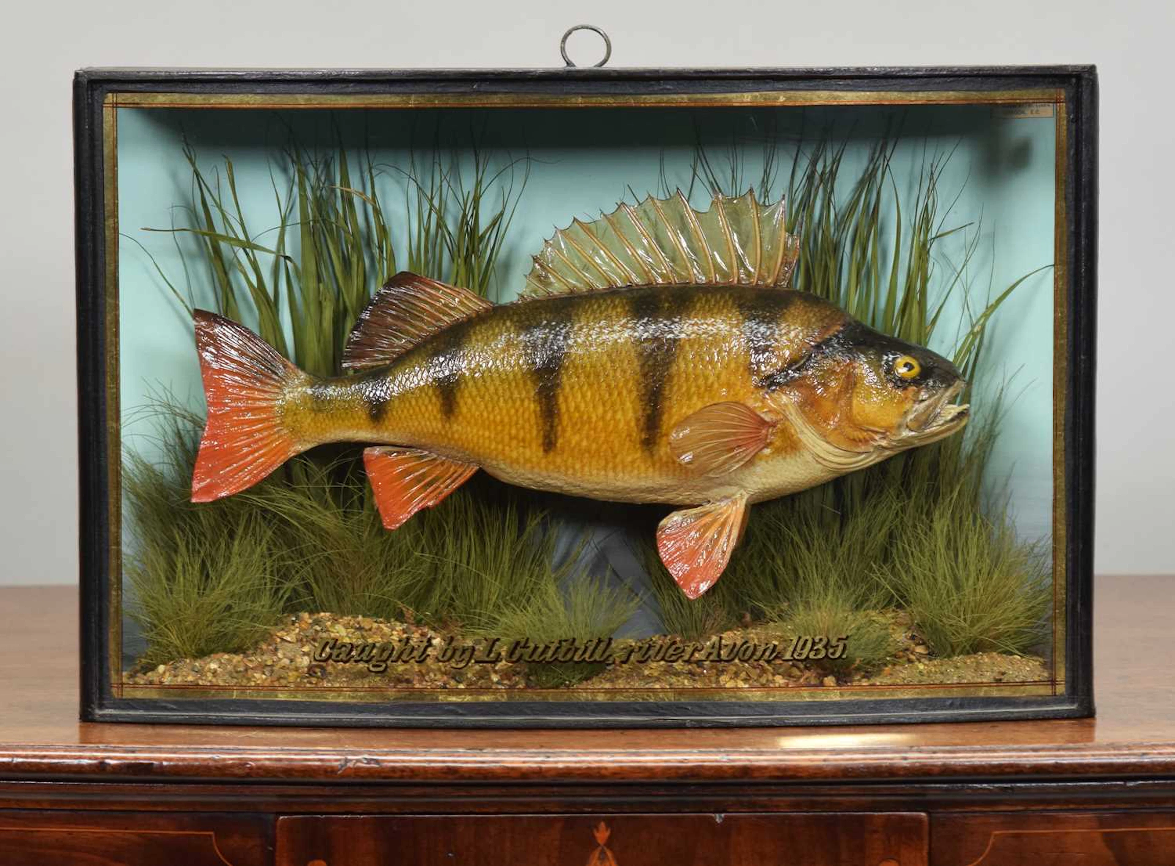 Taxidermy: A Cased Perch (Perca fluviatilis), dated 1935, by John